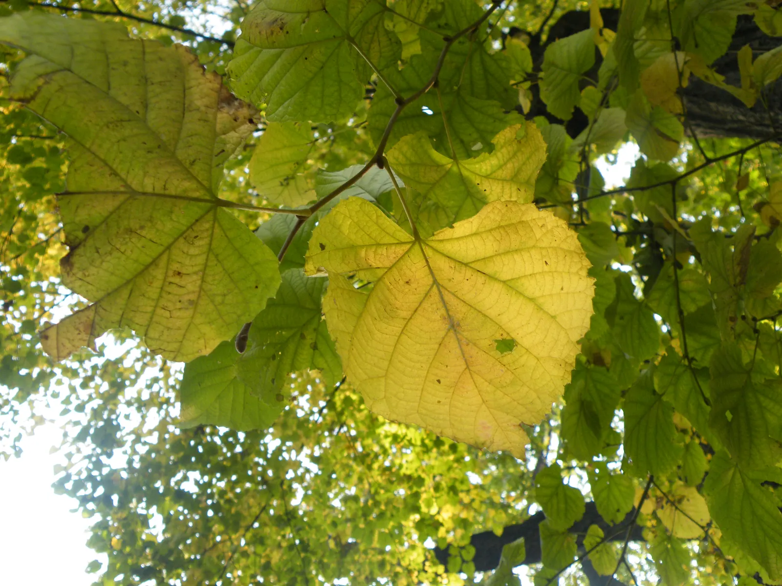 Silver Linden (Tilia Tomentosa) — making it a resilient choice for urban and suburban environments