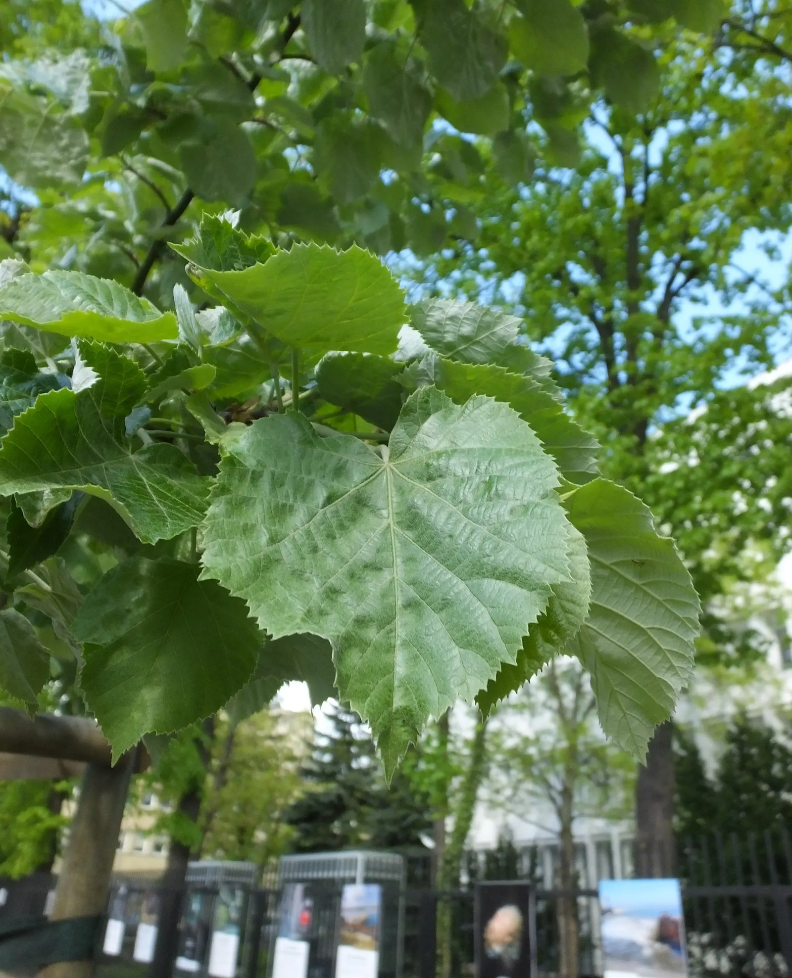 Silver Linden (Tilia Tomentosa) — This species typically reaches heights of 50 to 70 feet, with a spread of 30 to 50 feet at maturity; yellow flowers in the
