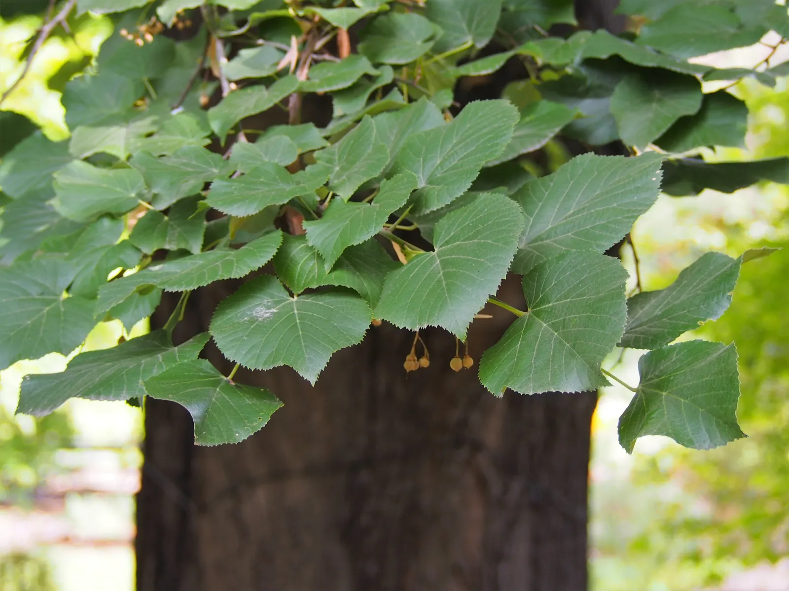 Silver Linden (Tilia Tomentosa) — thriving in zones 4 through 7 and preferring full sun to partial shade; tree for full