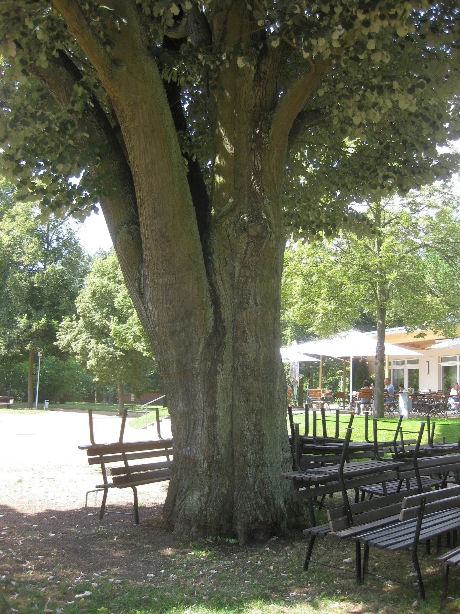 Silver Linden (Tilia Tomentosa) — Fragrant yellowish blossoms adorn the tree in early summer, attracting pollinators; making it an excellent choice, image 51