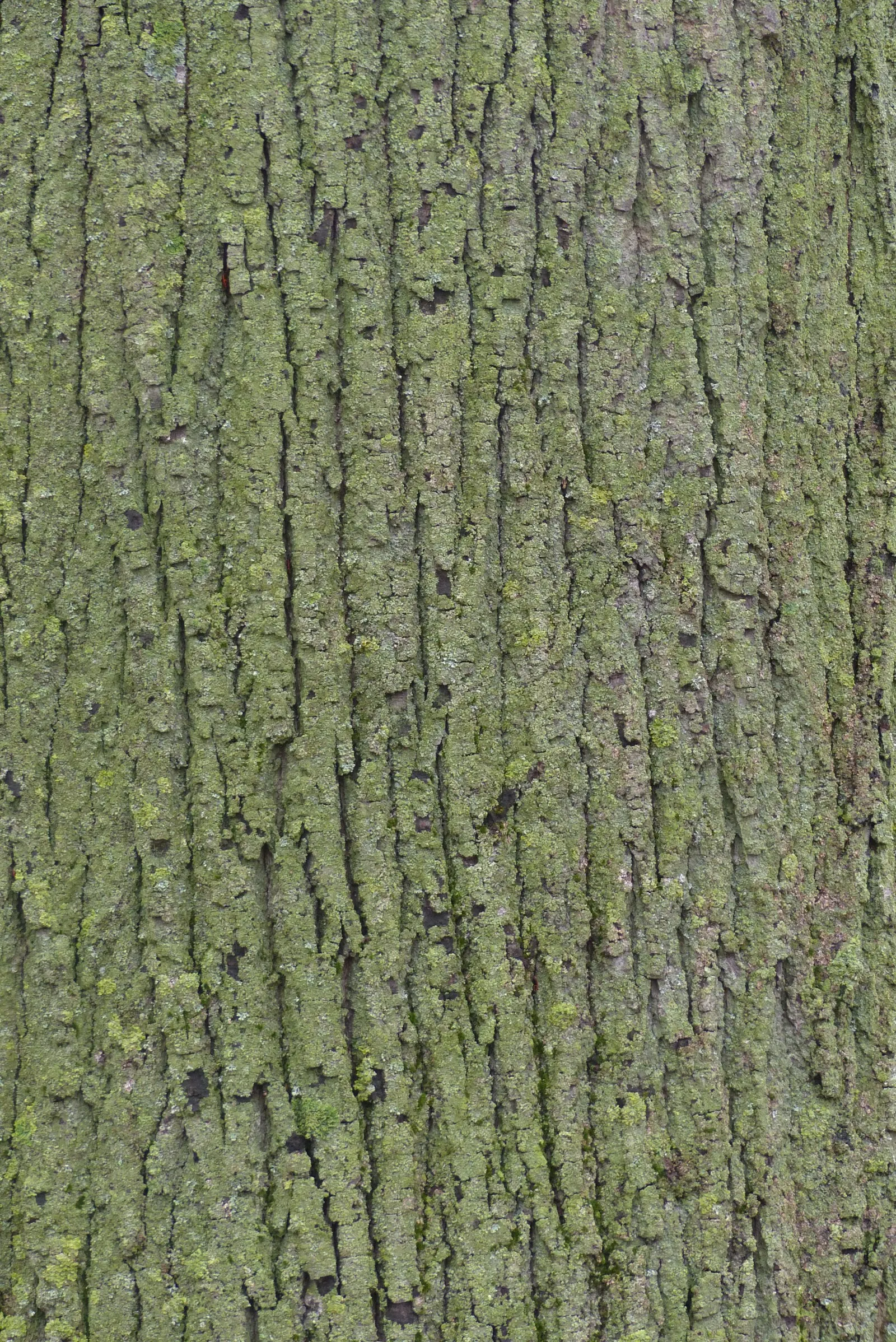 Silver Linden (Tilia Tomentosa) — tree for full; its non-invasive root system also makes it a considerate neighbor to nearby hardscapes and plantings.<br>