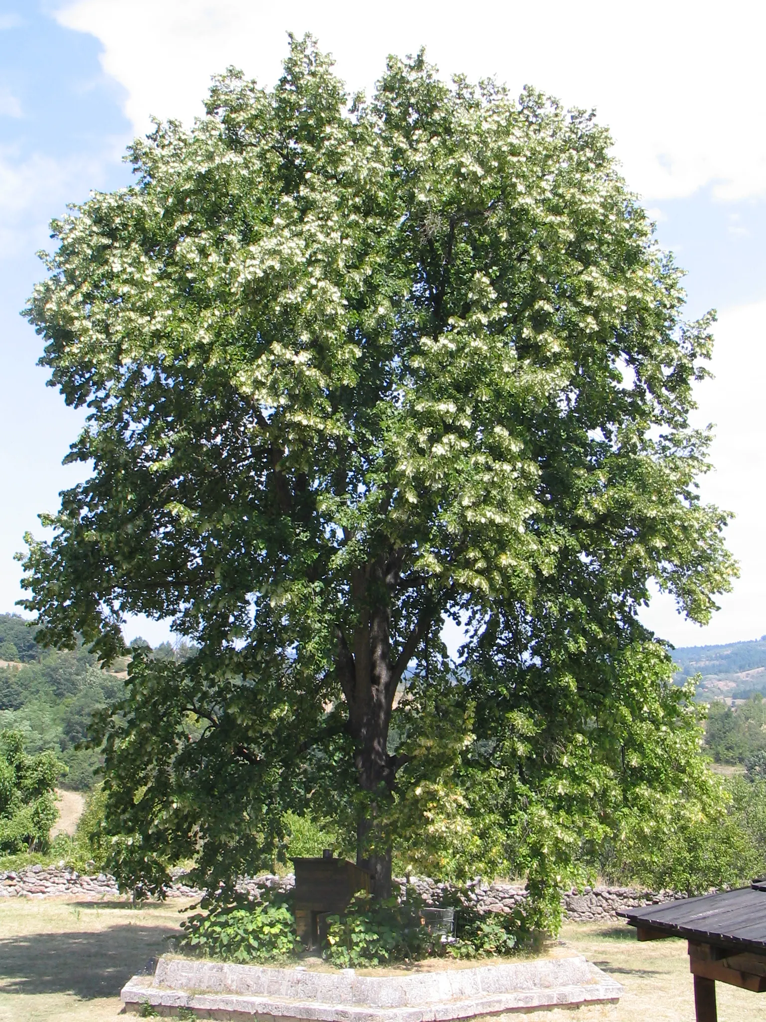 Silver Linden (Tilia Tomentosa) — Reaching up to 50-70 feet tall with a 30-50 foot spread