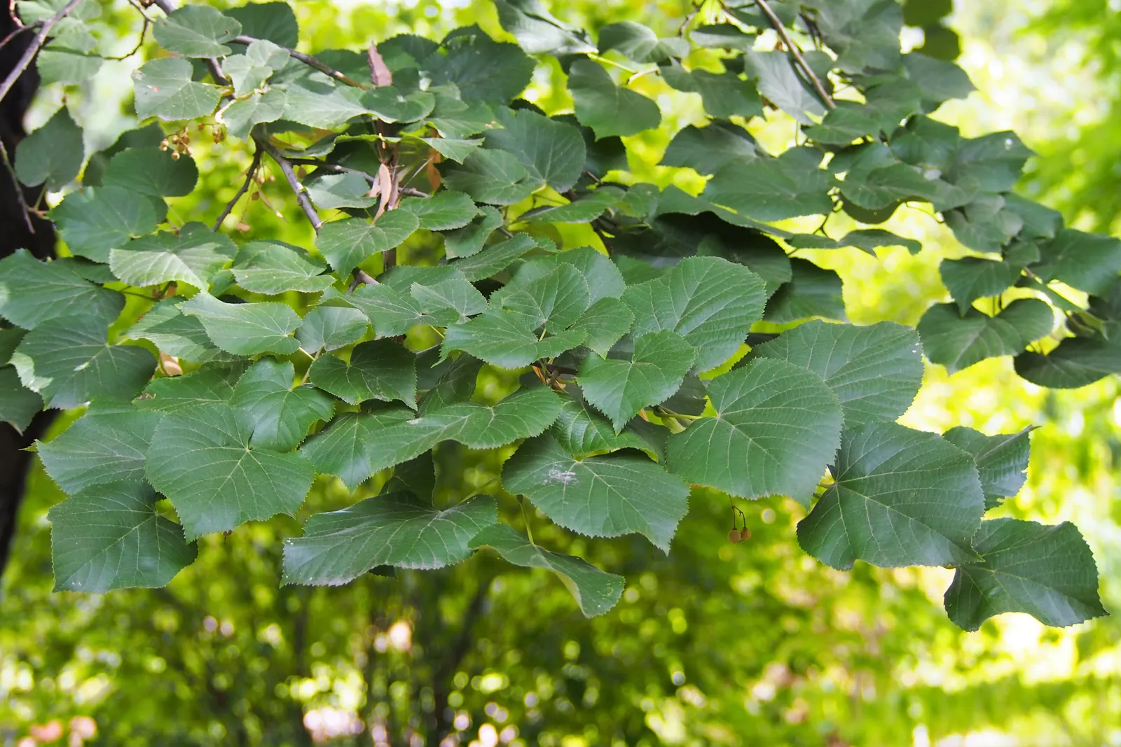 Silver Linden (Tilia Tomentosa) — Foliage turns to a delightful yellow in the fall, granting the landscape an enticing seasonal display, image 35