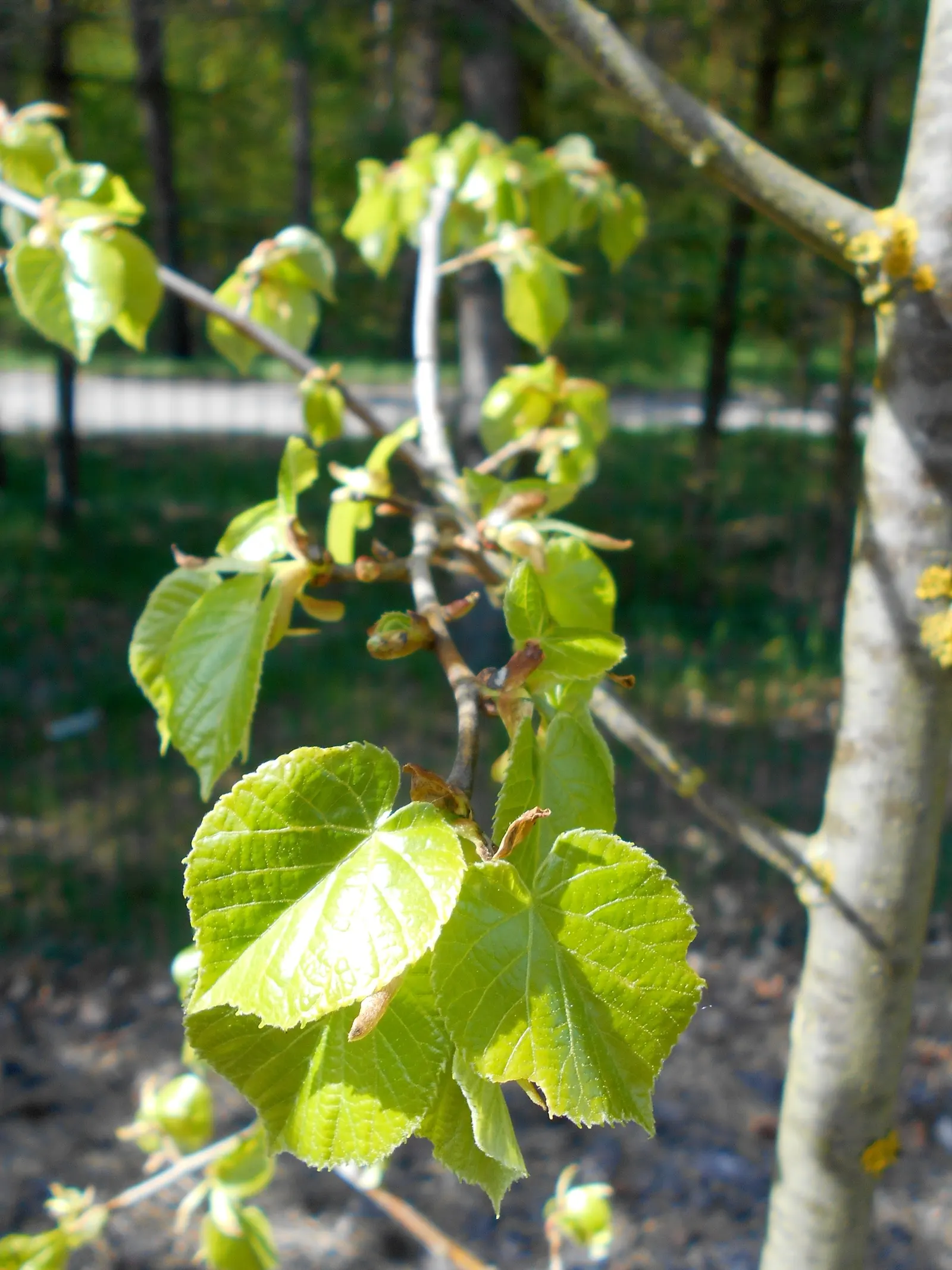 Silver Linden (Tilia Tomentosa) — aromatic clusters of pale yellow flowers bloom; making it a resilient choice for urban and suburban environments, image 59