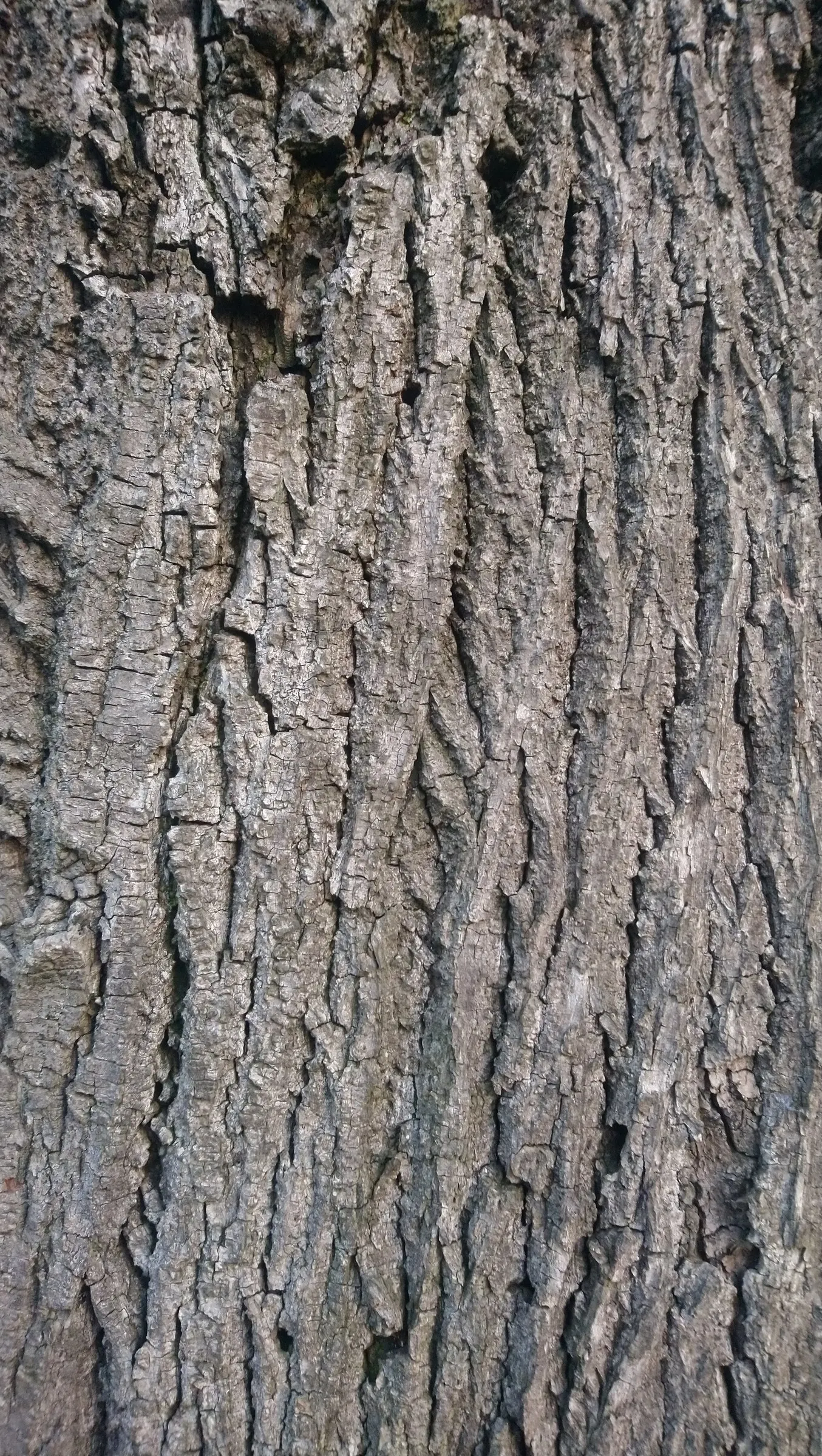 Silver Linden (Tilia Tomentosa) — lauded for its symmetrical growth and dense foliage; with a distinctive silvery-white underside that provides a shimmering