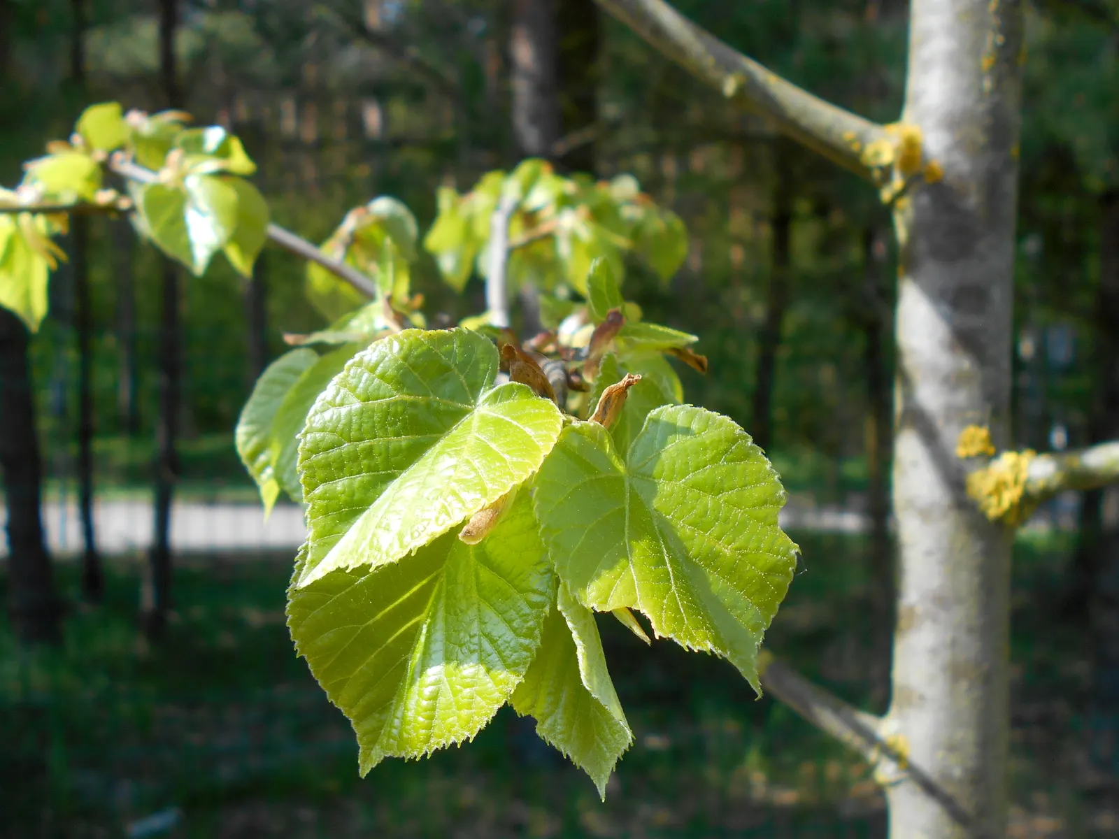 Silver Linden (Tilia Tomentosa) — with a distinctive silvery-white underside that provides a shimmering effect when the wind blows; fragrant, image 57