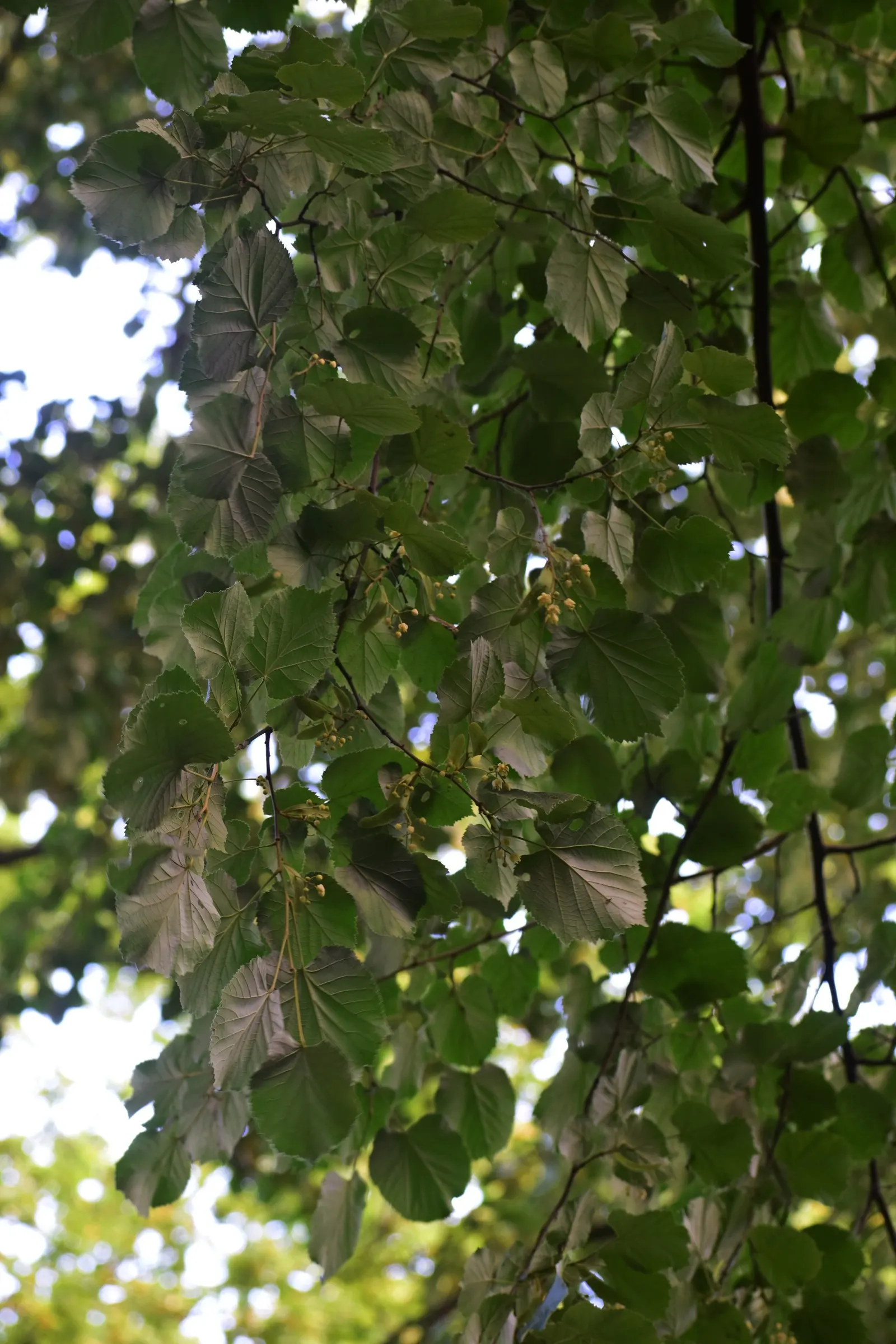 Silver Linden (Tilia Tomentosa) — is a majestic deciduous tree esteemed for its stately form and ornamental qualities