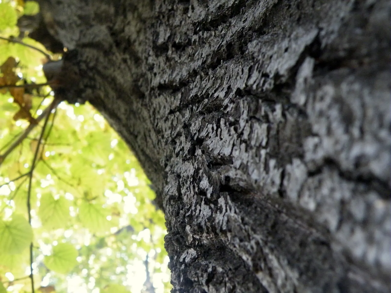 Silver Linden (Tilia Tomentosa) — Regular watering is necessary for young trees