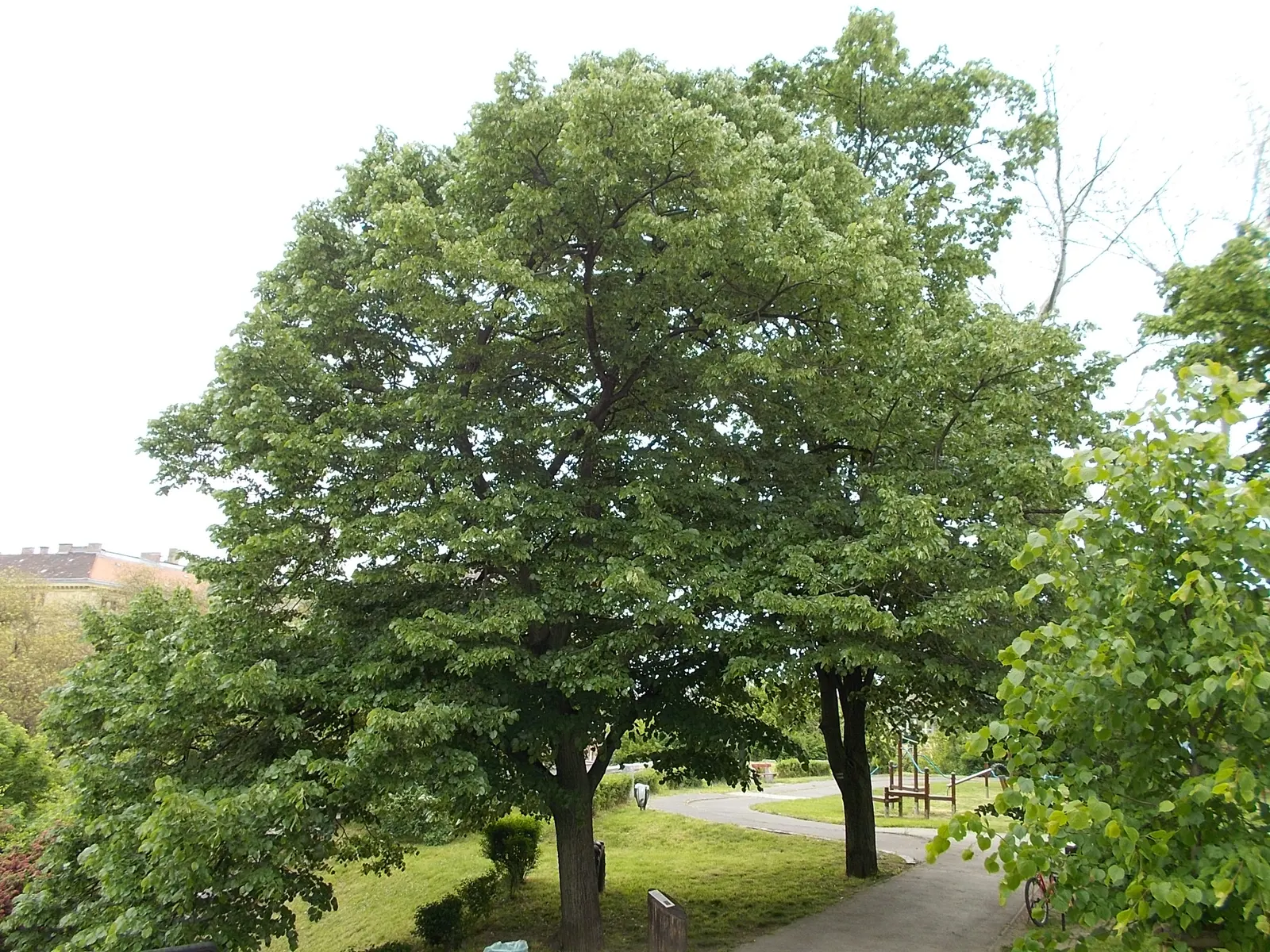 Silver Linden (Tilia Tomentosa) — aromatic clusters of pale yellow flowers bloom