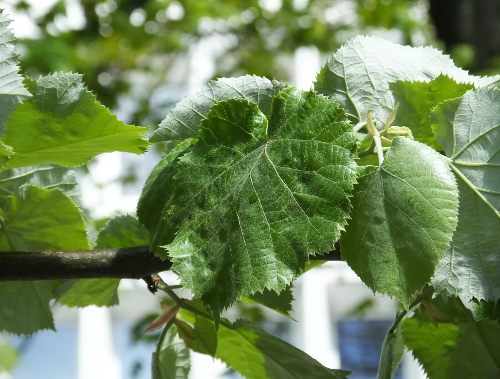 Silver Linden (Tilia Tomentosa) — this species is notably resistant to Japanese beetles and air pollution; is a majestic deciduous tree esteemed for its
