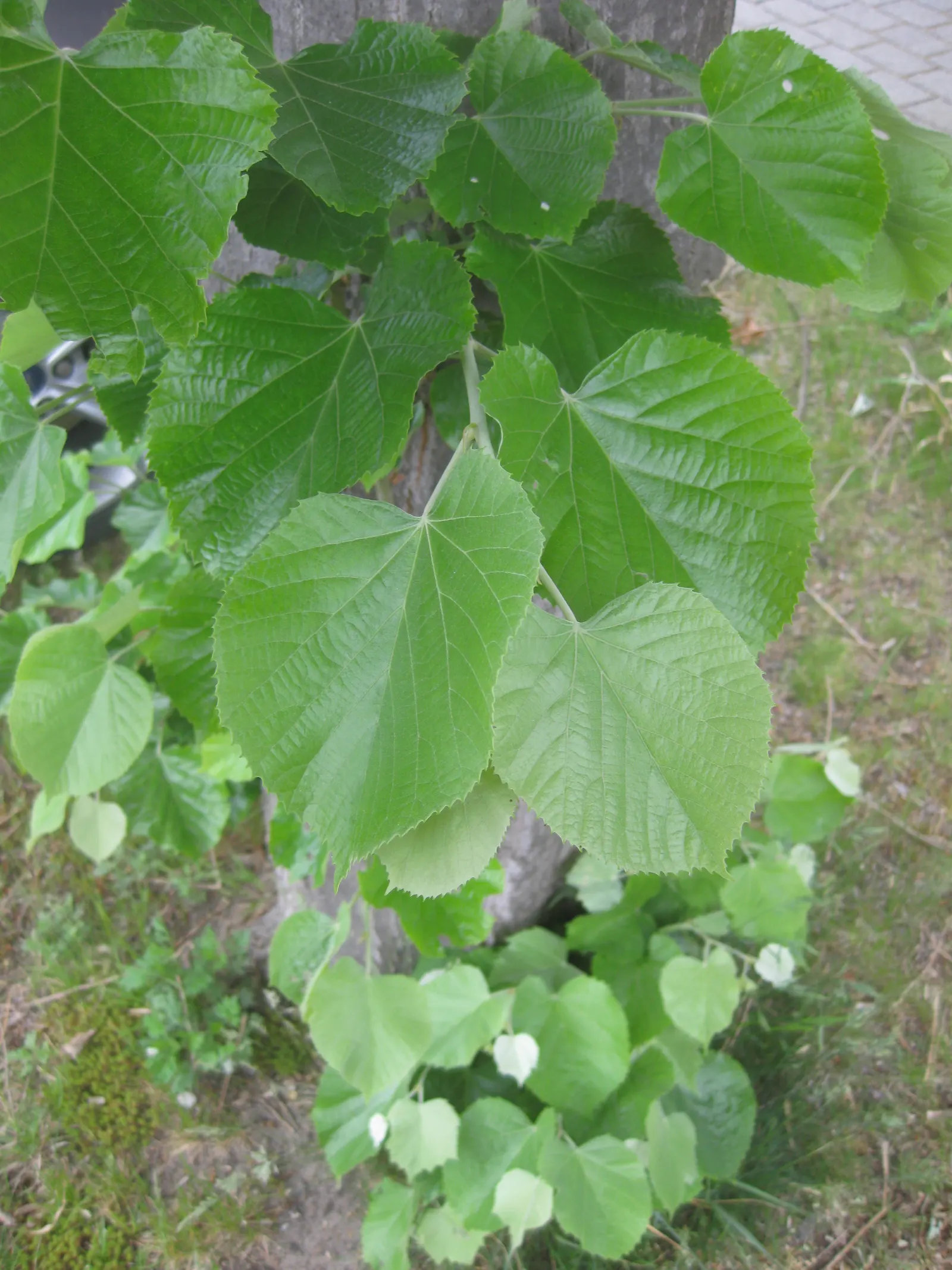 Silver Linden (Tilia Tomentosa) — making it an excellent choice for a landscape centerpiece or shade tree