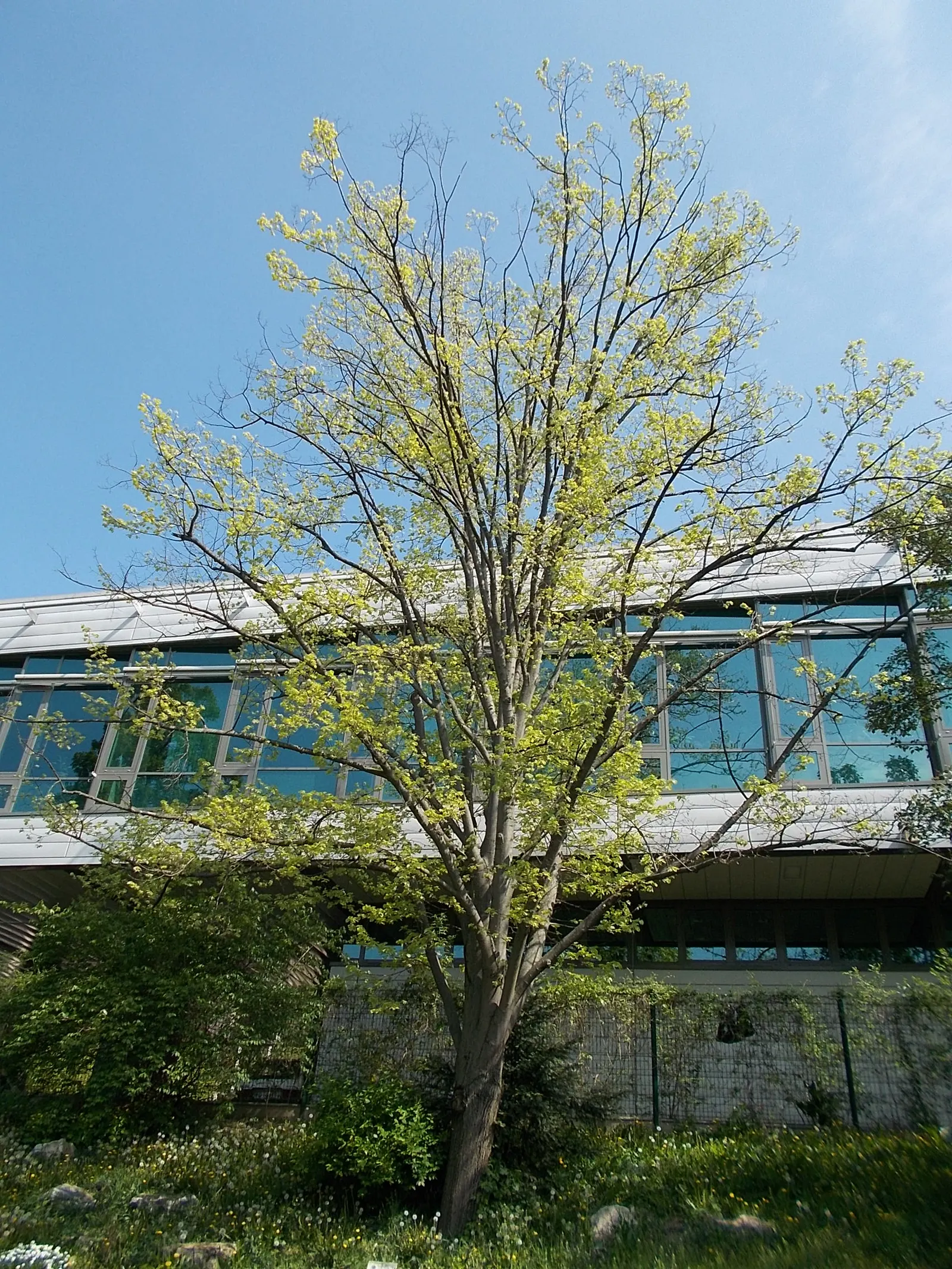 Silver Linden (Tilia Tomentosa) — thriving in zones 4 through 7 and preferring full sun to partial shade; tree for full, image 53