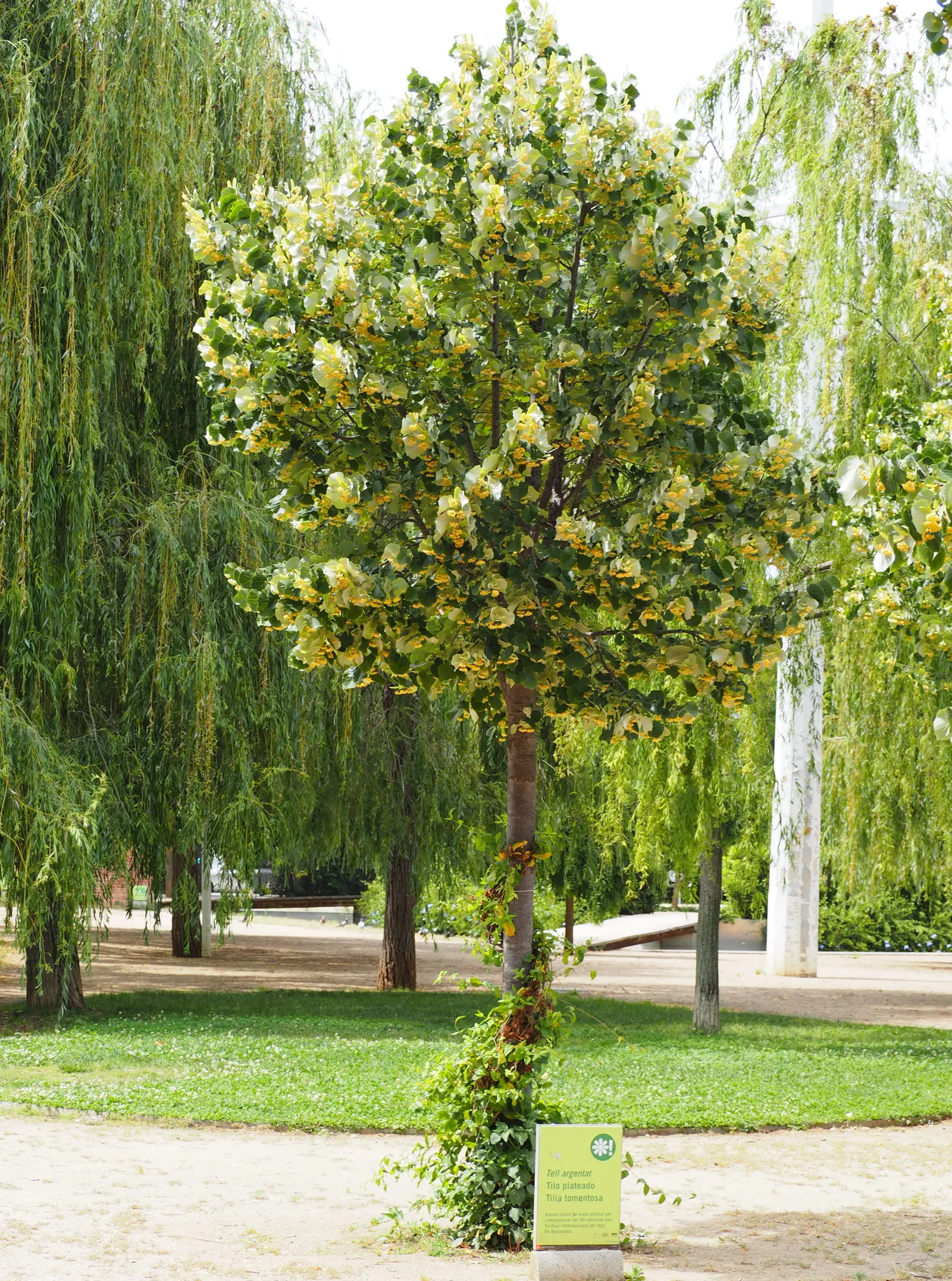 Silver Linden (Tilia Tomentosa) — yellow flowers in the garden; it serves well as a shade or street tree