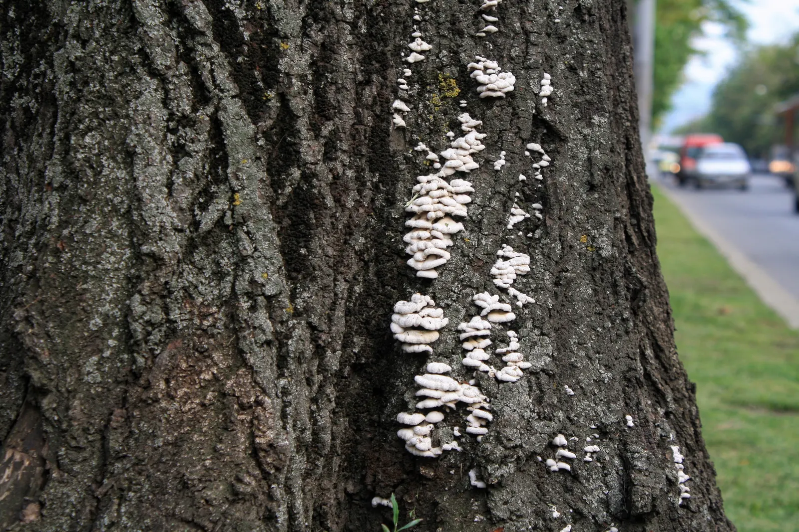 Silver Linden (Tilia Tomentosa) — the Silver Linden is relatively drought-tolerant
