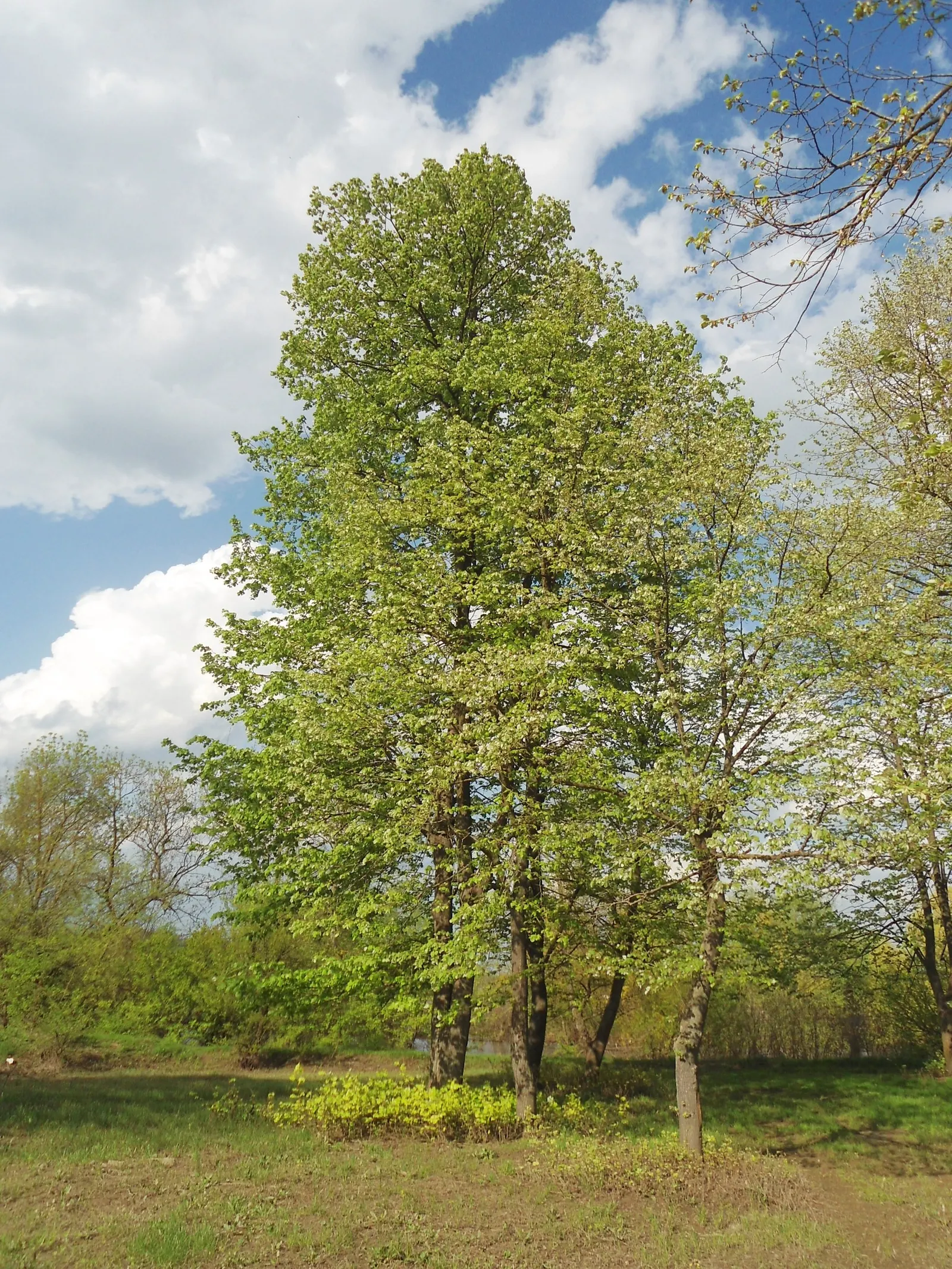 Silver Linden (Tilia Tomentosa) — This species typically reaches heights of 50 to 70 feet, with a spread of 30 to 50 feet at maturity