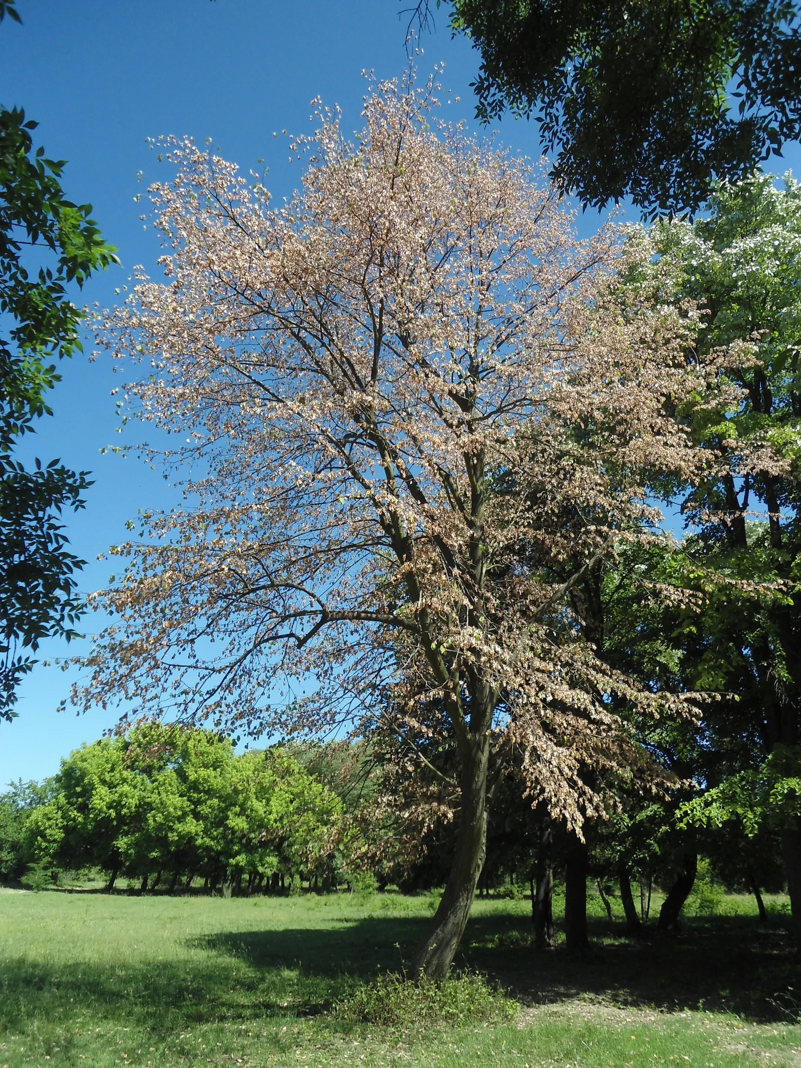 Silver Linden (Tilia Tomentosa) — Foliage turns to a delightful yellow in the fall, granting the landscape an enticing seasonal display, image 58