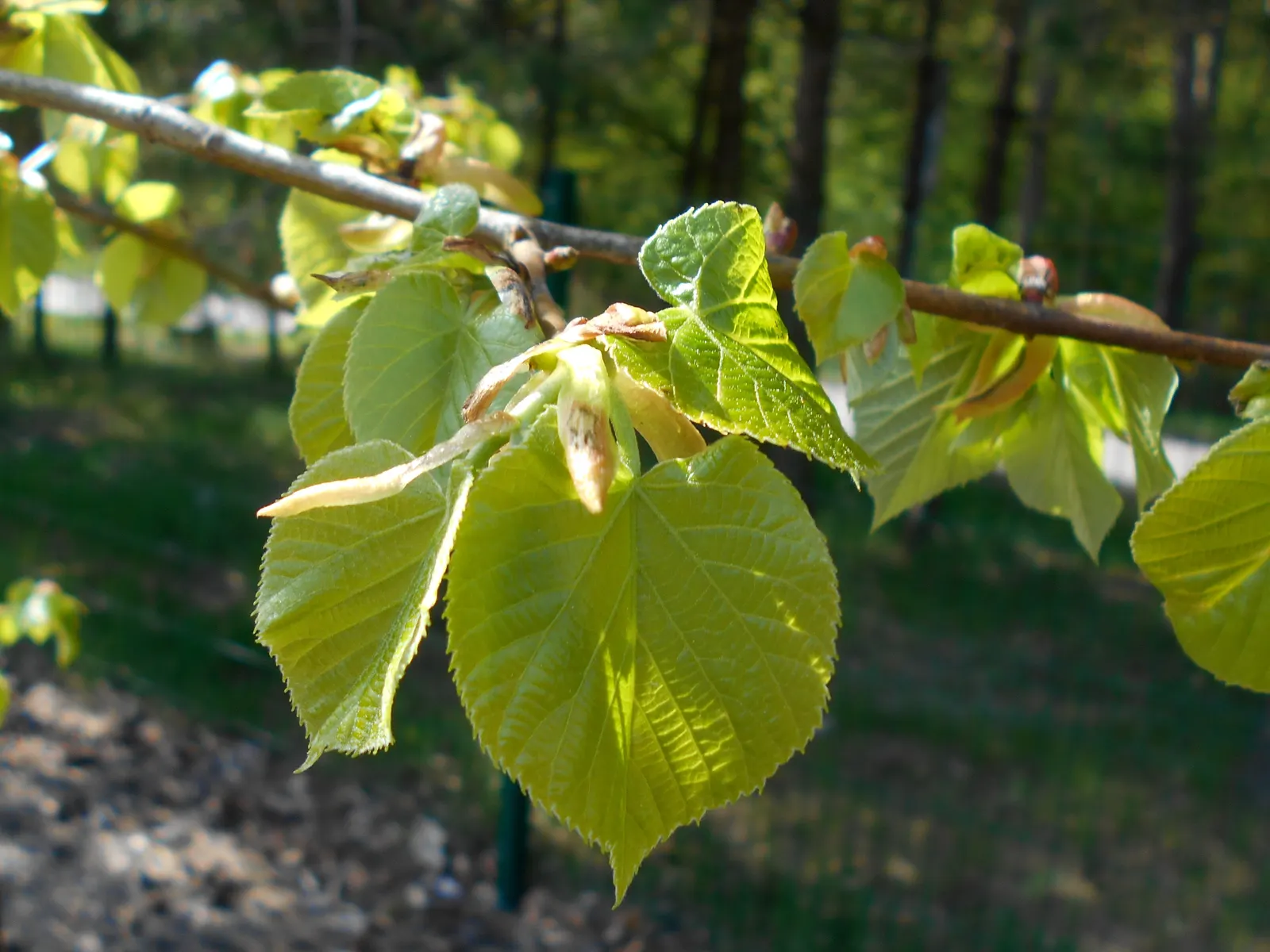 Silver Linden (Tilia Tomentosa) — its heart-shaped leaves boast a shimmering silver underside; lauded for its symmetrical growth and dense foliage, image 50