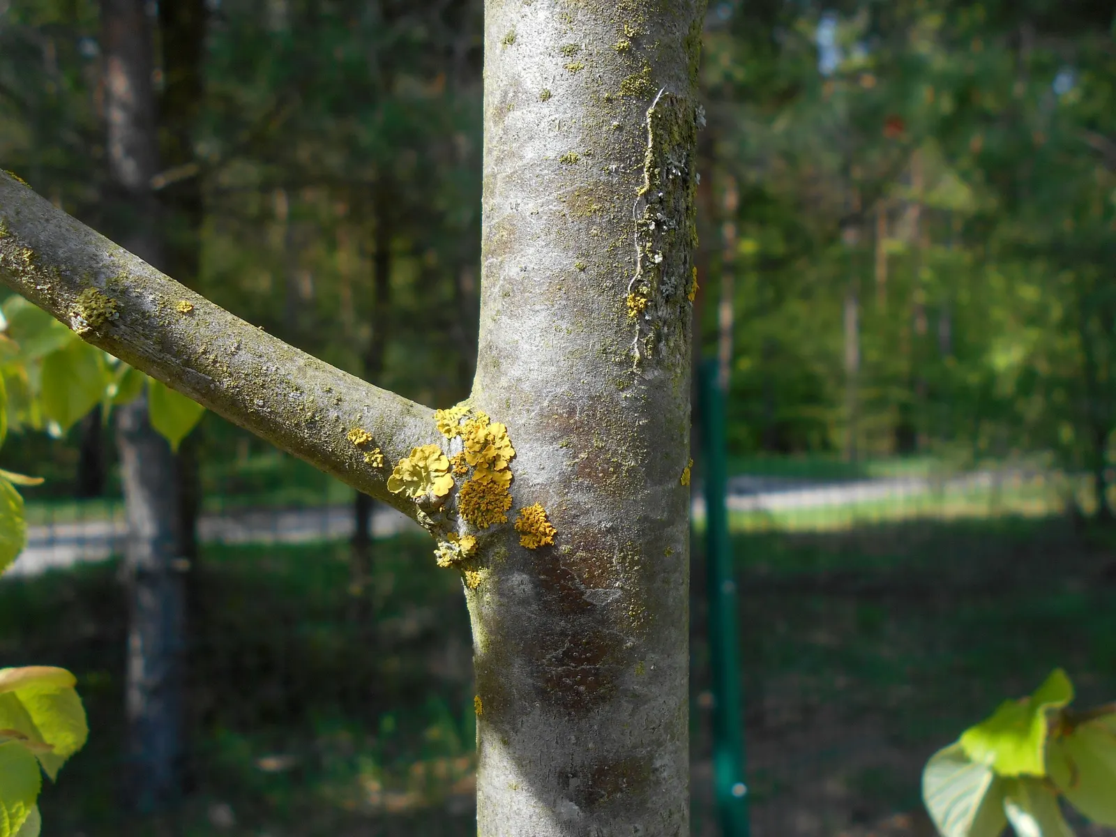 Silver Linden (Tilia Tomentosa) — lauded for its symmetrical growth and dense foliage; with a distinctive silvery-white underside that provides a, image 48