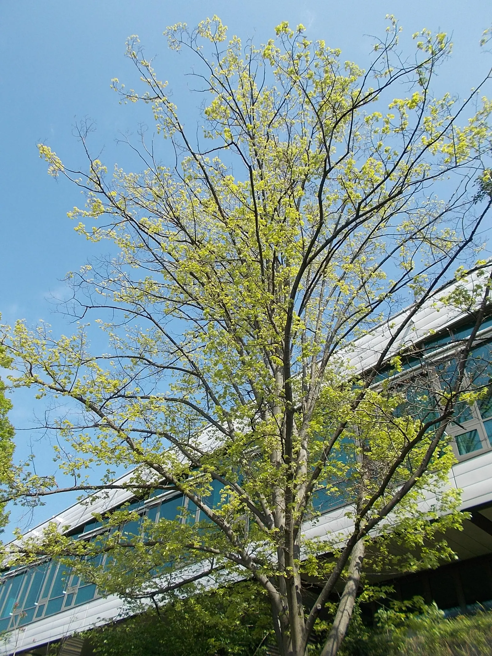 Silver Linden (Tilia Tomentosa) — tree with yellow blooms