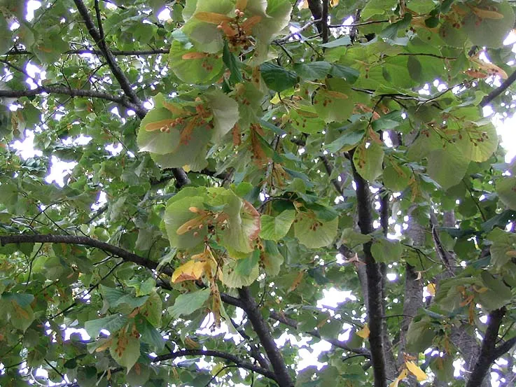 Silver Linden (Tilia Tomentosa) — making it an excellent choice for a landscape centerpiece or shade tree; it is adaptable to a variety of soil, image 55