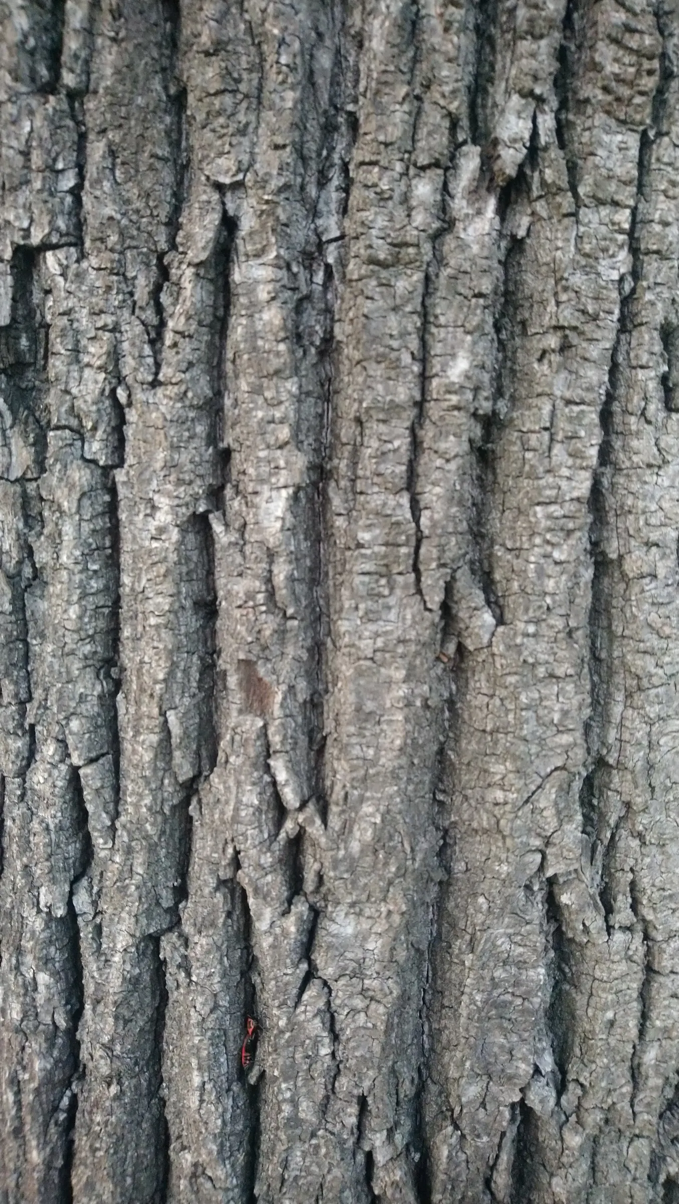 Silver Linden (Tilia Tomentosa) — Prune as needed to maintain shape and remove any dead or damaged limbs.<br><br>Additionally