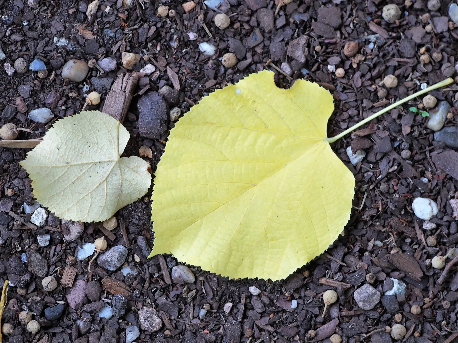 Silver Linden (Tilia Tomentosa) — Prune as needed to maintain shape and remove any dead or damaged limbs.<br><br>Additionally; the Silver Linden (Tilia