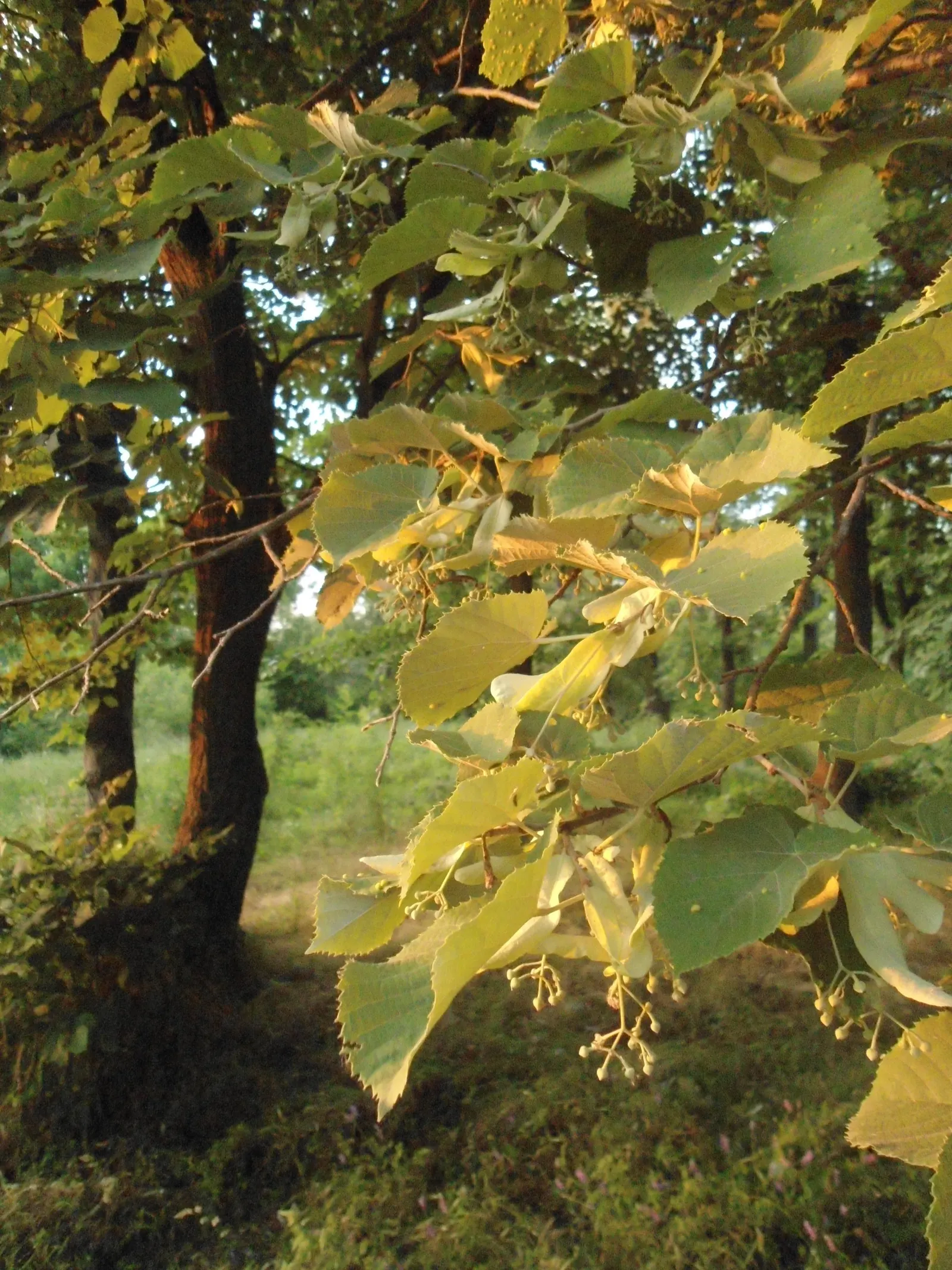 Silver Linden (Tilia Tomentosa) — it serves well as a shade or street tree