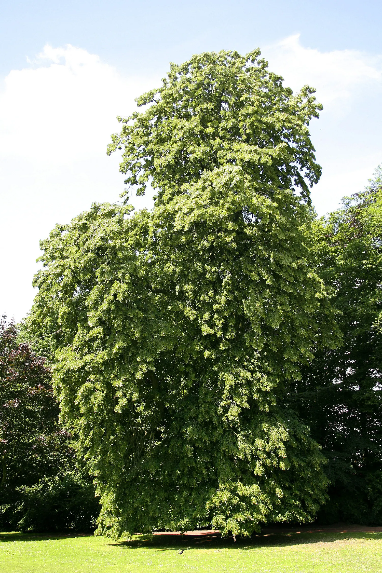 Silver Linden (Tilia Tomentosa) — its heart-shaped leaves boast a shimmering silver underside; lauded for its symmetrical growth and dense foliage