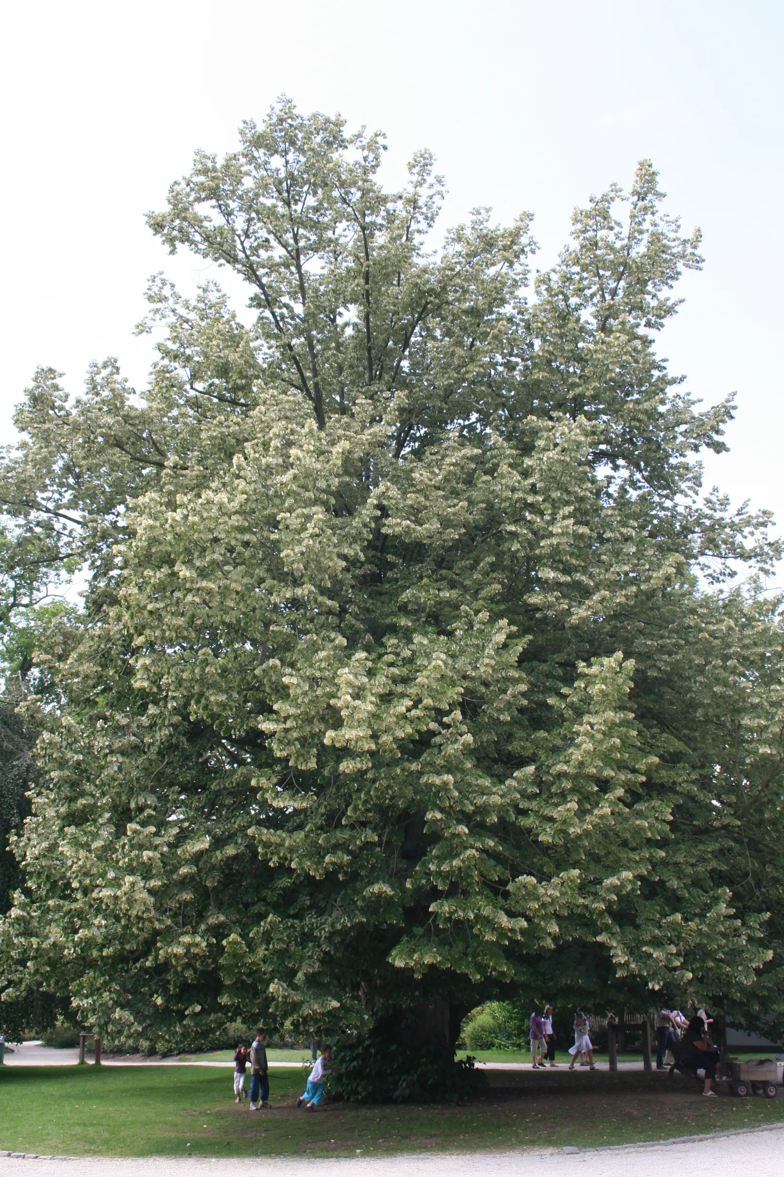 Silver Linden (Tilia Tomentosa) — Fragrant yellowish blossoms adorn the tree in early summer, attracting pollinators