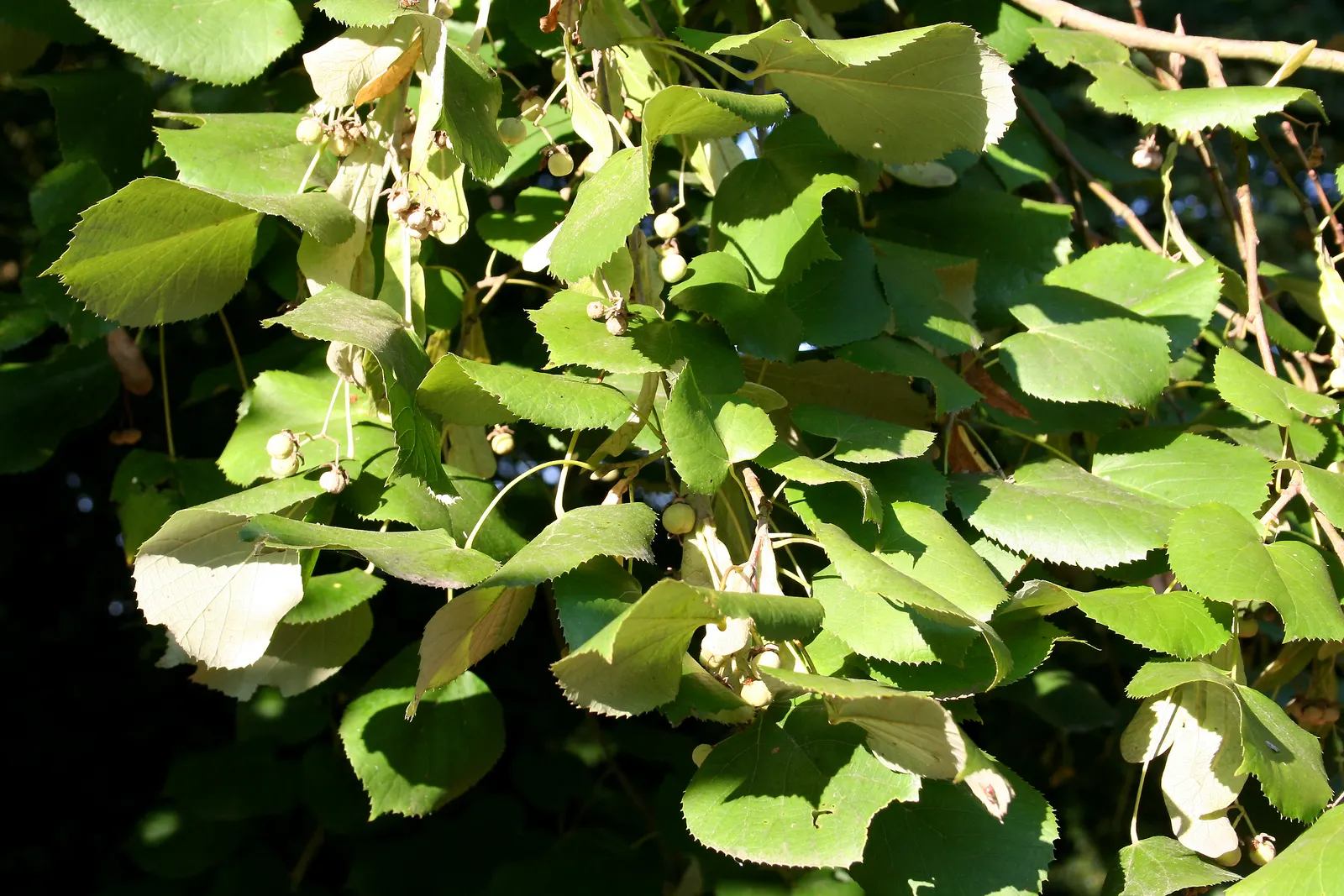 Silver Linden (Tilia Tomentosa) — tree for full