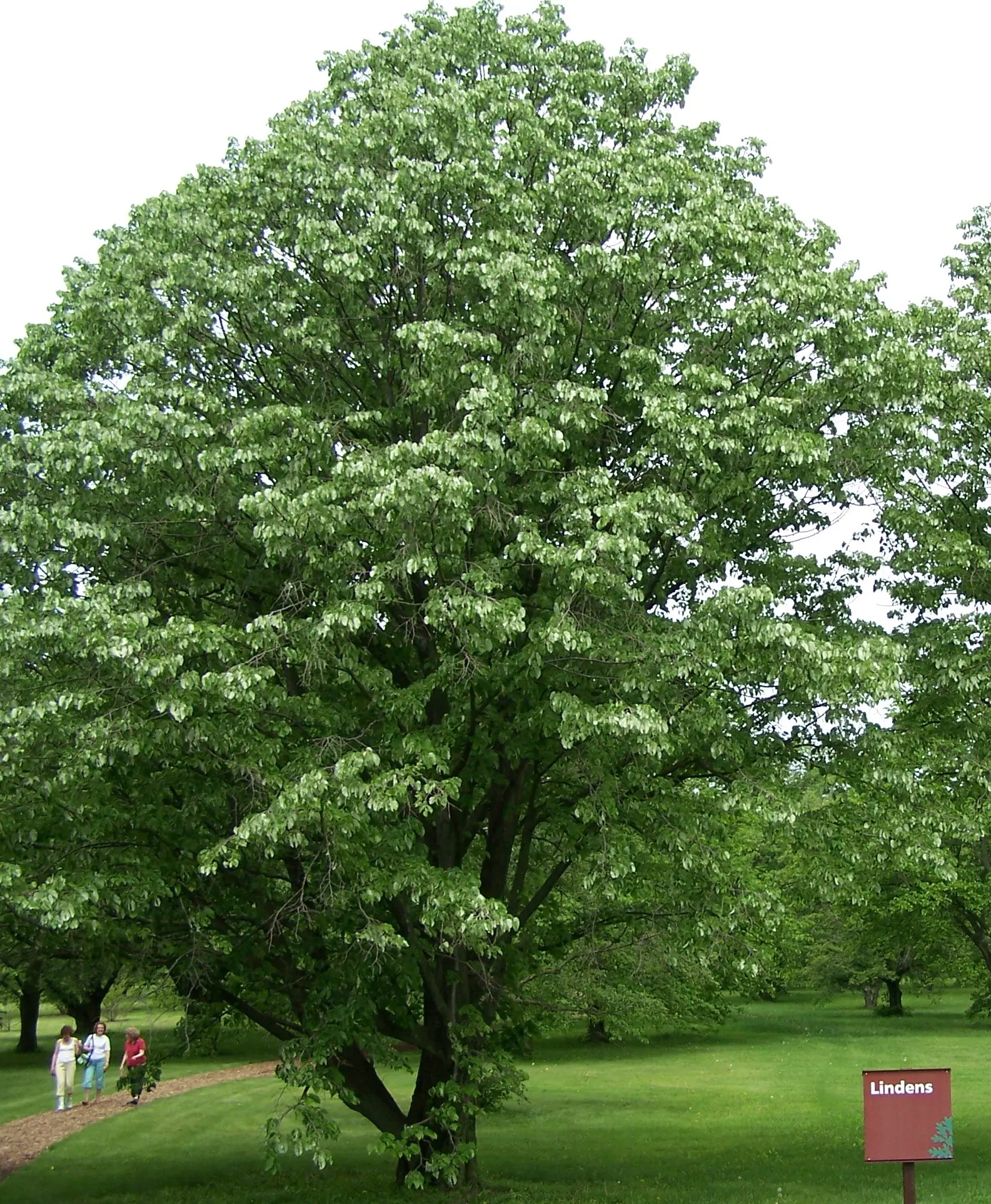 Silver Linden (Tilia Tomentosa) — It is adaptable to a variety of soil conditions, although it fares best in well-drained, fertile soils