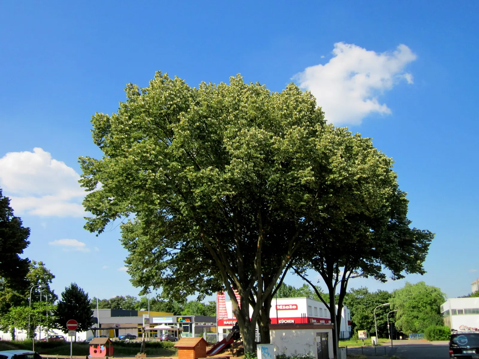 Silver Linden (Tilia Tomentosa) — This species typically reaches heights of 50 to 70 feet, with a spread of 30 to 50 feet at maturity; yellow, image 56