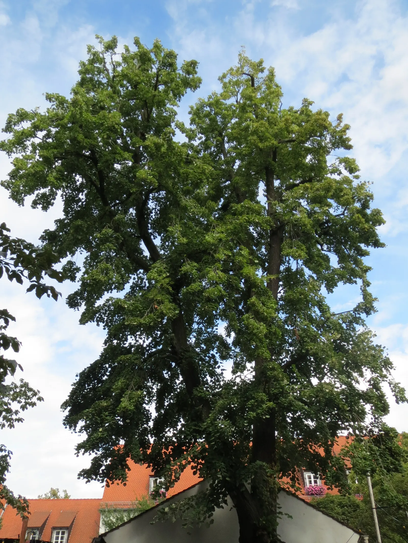 Silver Linden (Tilia Tomentosa) — with a distinctive silvery-white underside that provides a shimmering effect when the wind blows; fragrant yellowish blossoms