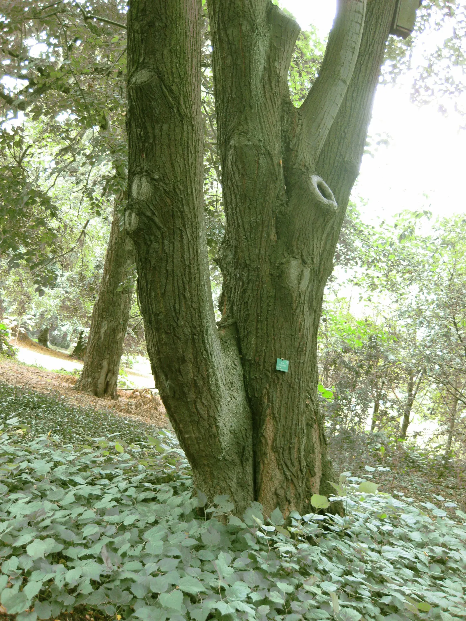 Silver Linden (Tilia Tomentosa) — Reaching up to 50-70 feet tall with a 30-50 foot spread; this species is notably resistant to Japanese beetles and air