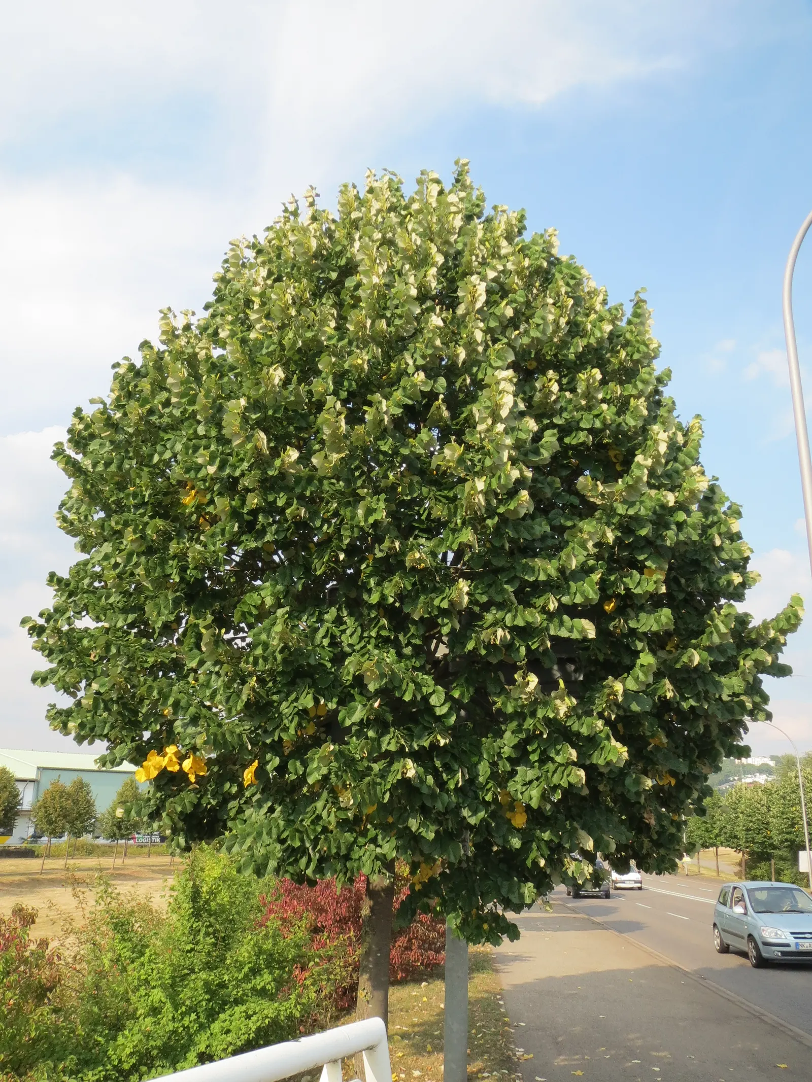 Silver Linden (Tilia Tomentosa) — the Silver Linden is relatively drought-tolerant; prune as needed to maintain shape and remove any dead or damaged