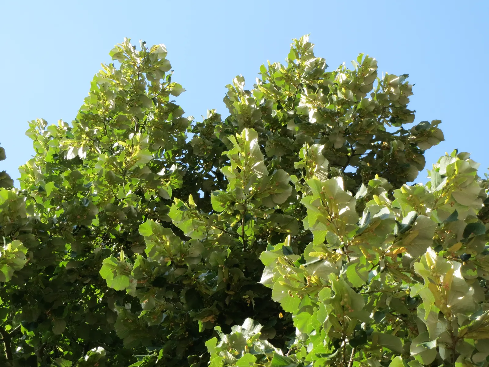 Silver Linden (Tilia Tomentosa) — this species is notably resistant to Japanese beetles and air pollution