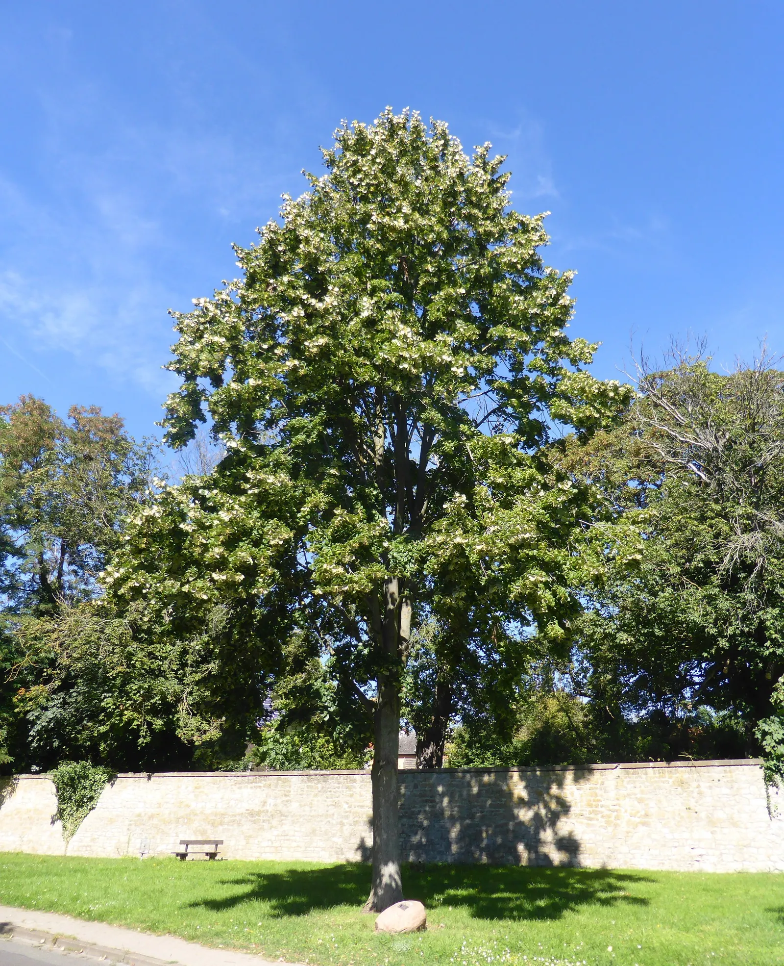 Silver Linden (Tilia Tomentosa) — Reaching up to 50-70 feet tall with a 30-50 foot spread; this species is notably resistant to Japanese beetles, image 49