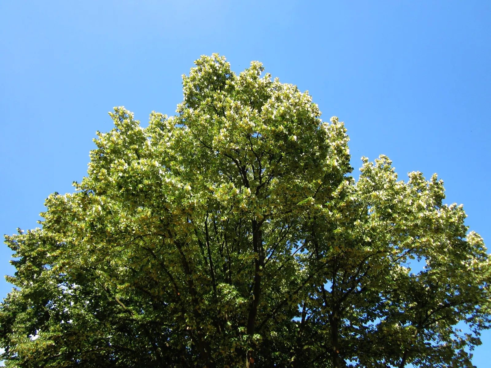 Silver Linden (Tilia Tomentosa) — Its non-invasive root system also makes it a considerate neighbor to nearby hardscapes and plantings.<br>