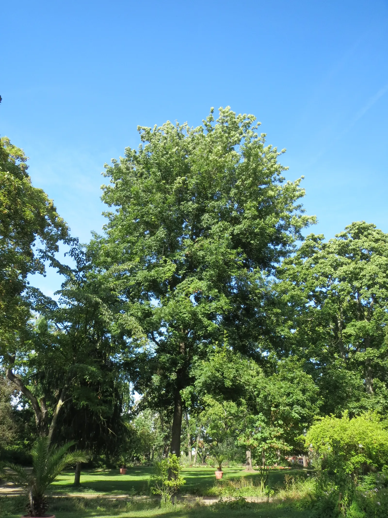 Silver Linden (Tilia Tomentosa) — it serves well as a shade or street tree; the Silver Linden is relatively drought-tolerant, image 52