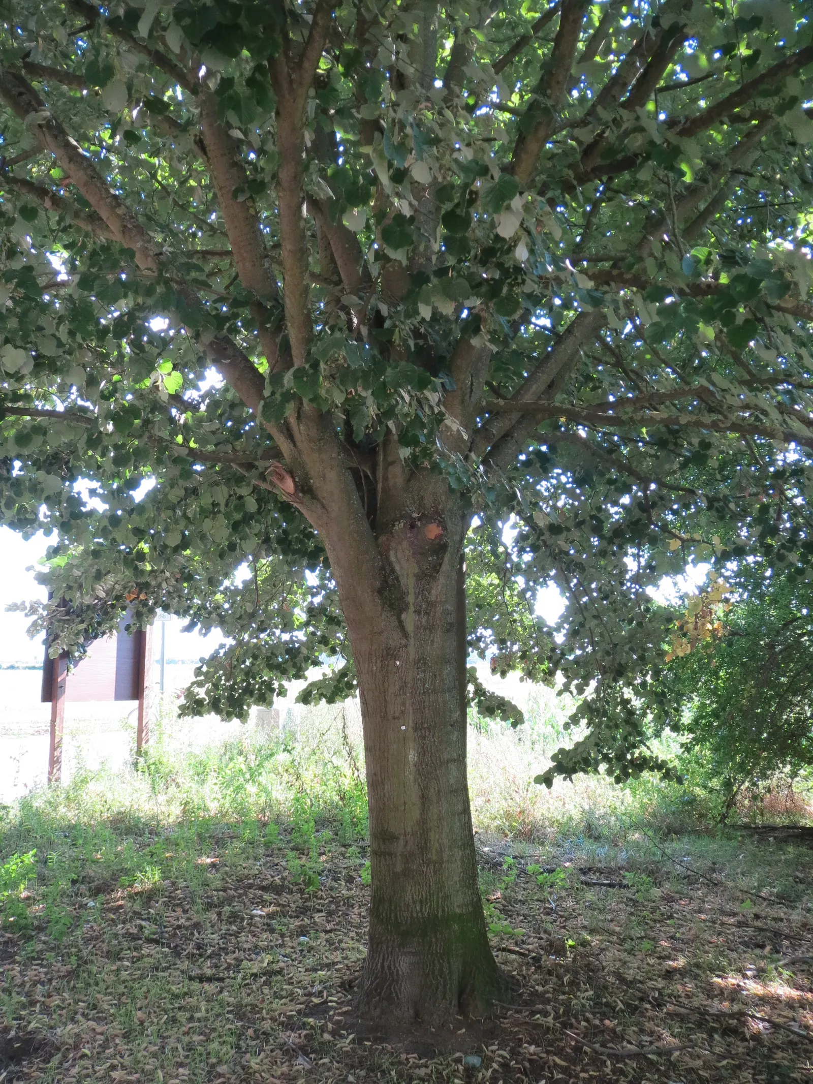 Silver Linden (Tilia Tomentosa) — is a majestic deciduous tree esteemed for its stately form and ornamental qualities; thriving in zones 4 through, image 54