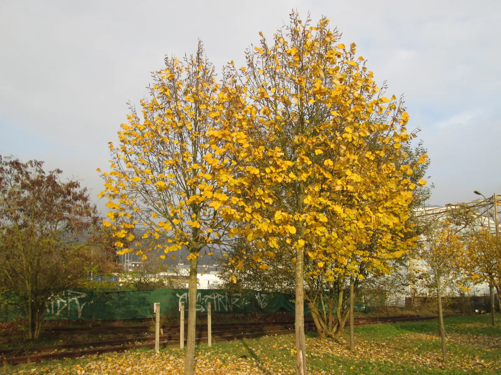 Silver Linden (Tilia Tomentosa) — tree with yellow blooms; aromatic clusters of pale yellow flowers bloom