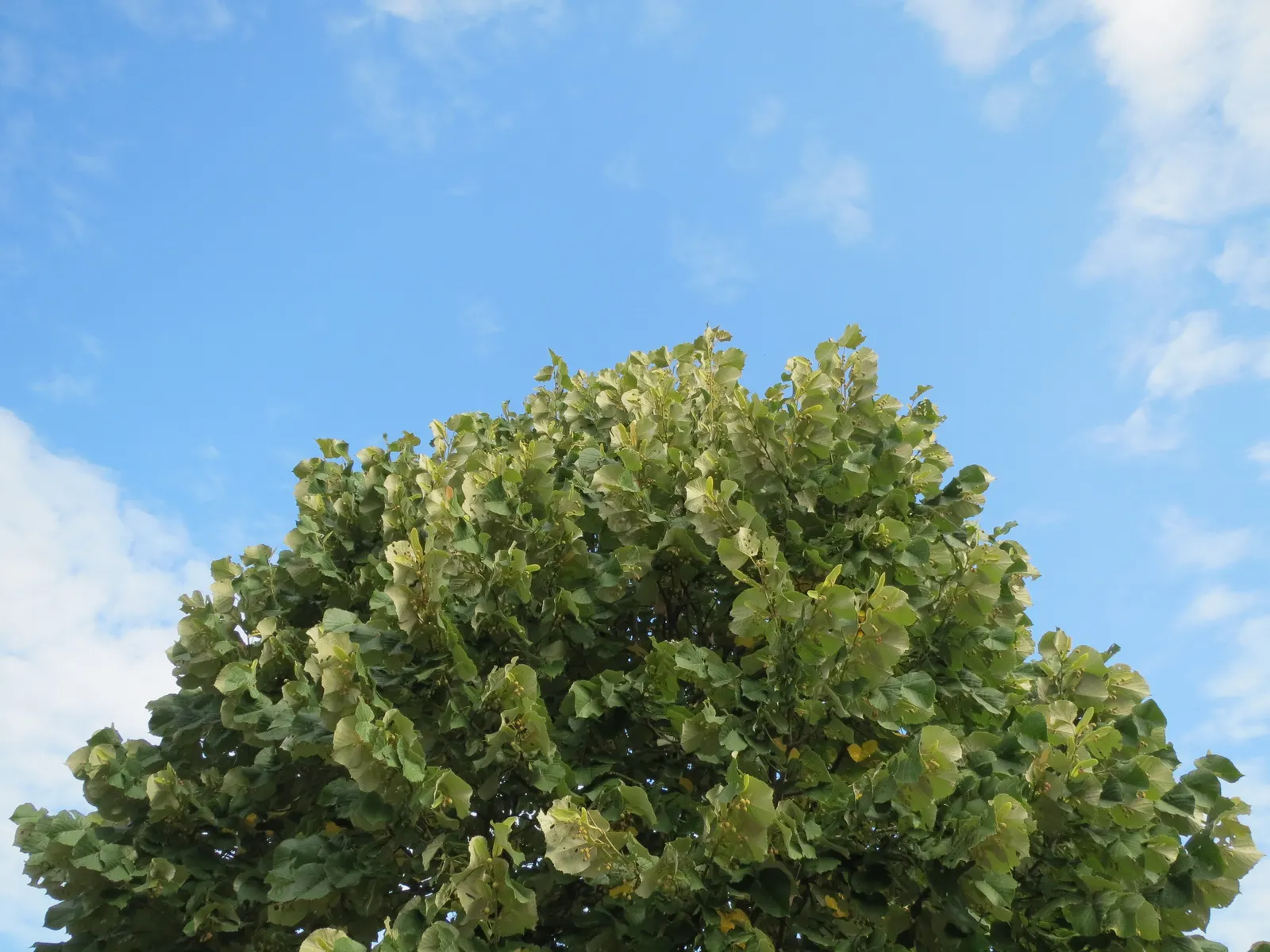 Silver Linden (Tilia Tomentosa) — yellow flowers in the garden