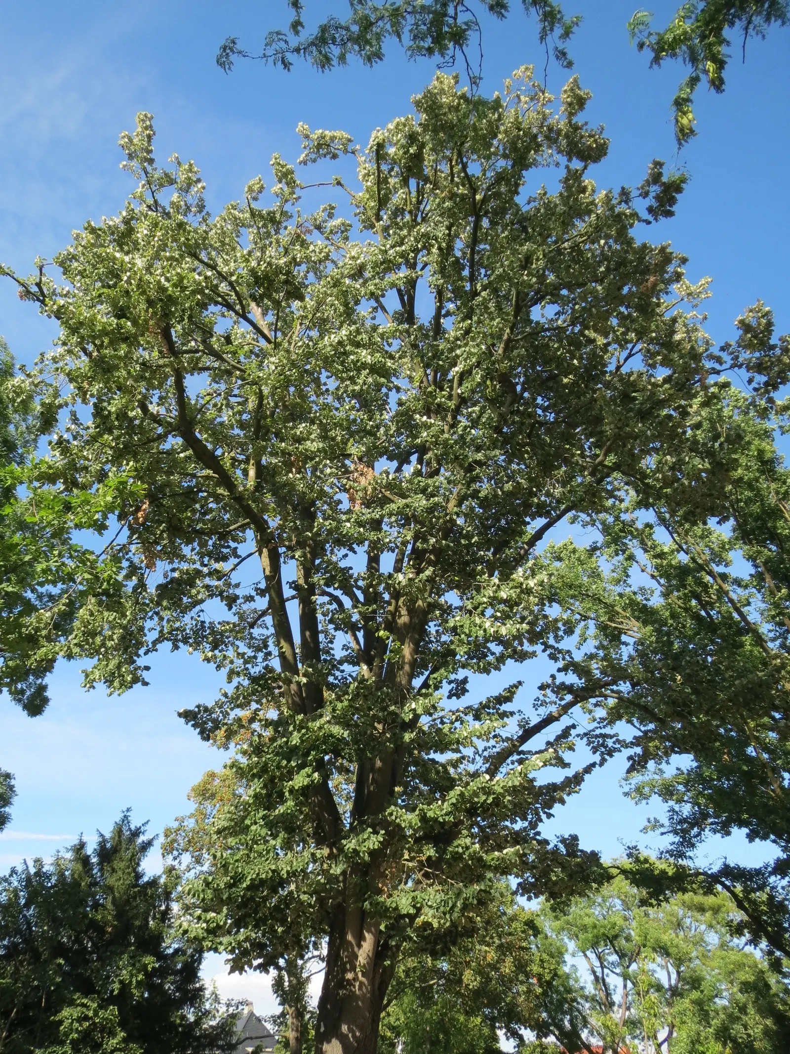 Silver Linden (Tilia Tomentosa) — The Silver Linden (Tilia tomentosa) is a stately deciduous tree; its heart-shaped leaves boast a shimmering, image 47