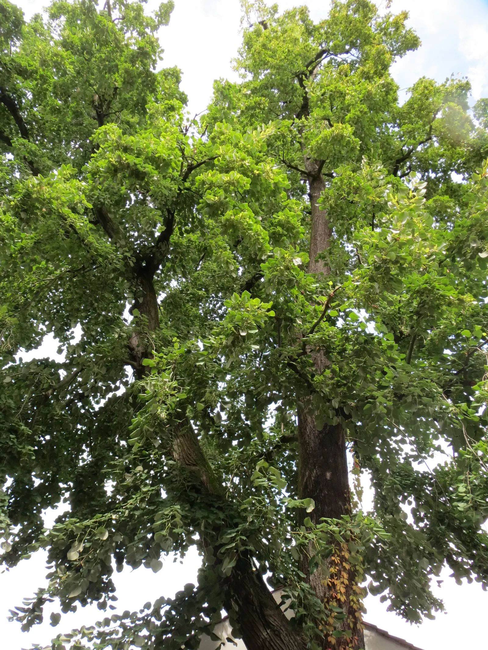 Silver Linden (Tilia Tomentosa) — aromatic clusters of pale yellow flowers bloom; making it a resilient choice for urban and suburban environments
