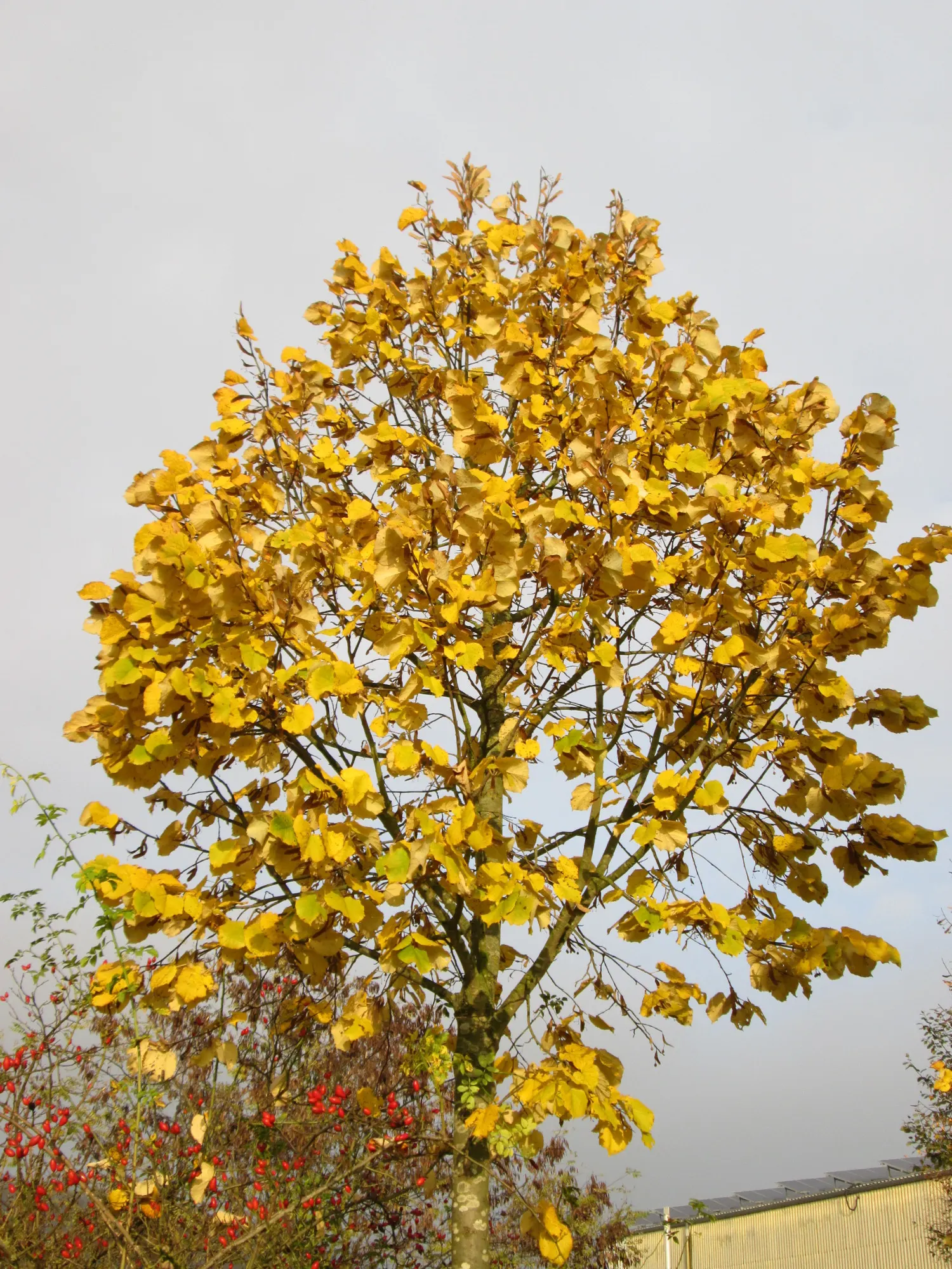 Silver Linden (Tilia Tomentosa) — making it a resilient choice for urban and suburban environments; regular watering is necessary for young trees