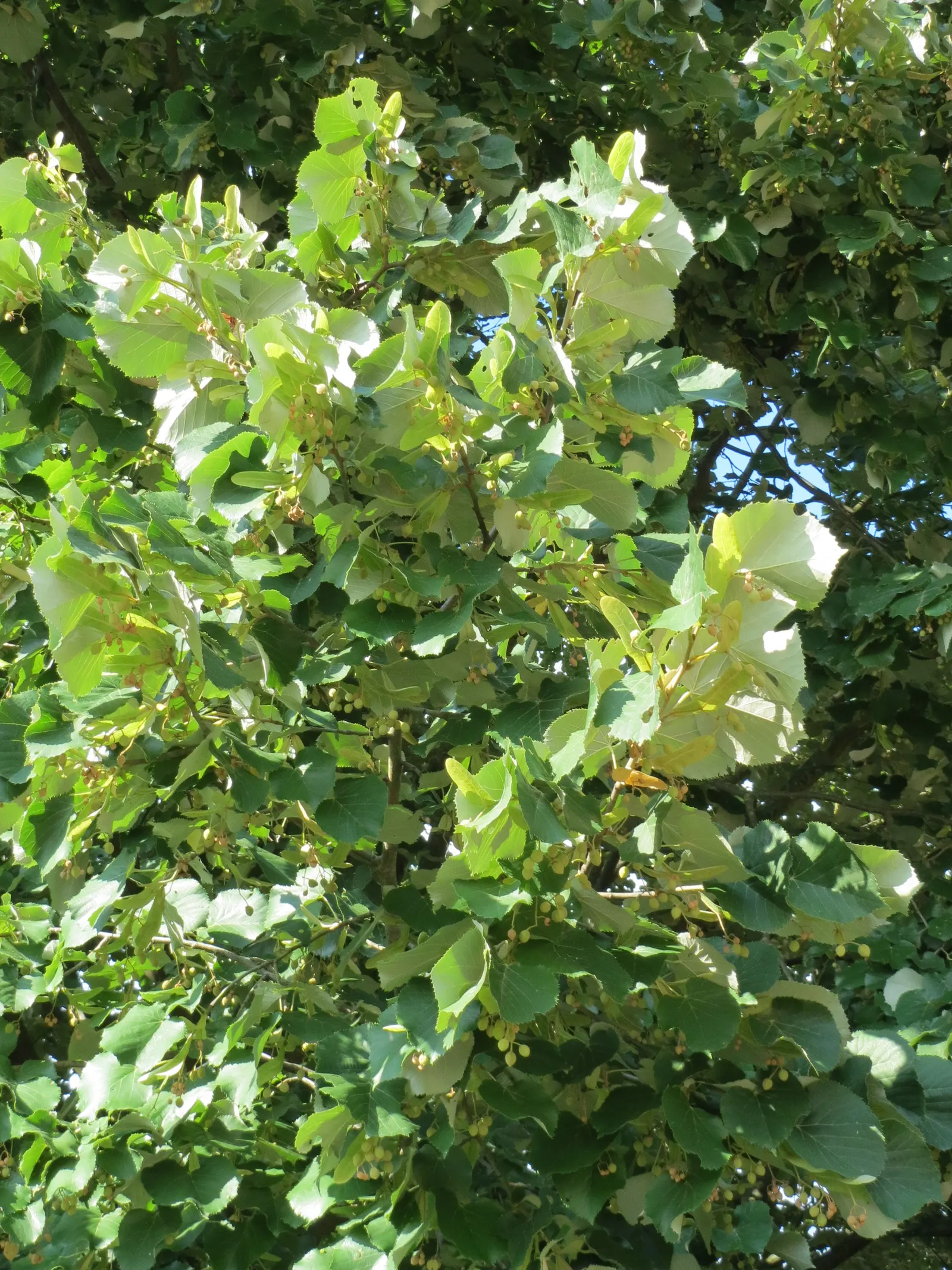 Silver Linden (Tilia Tomentosa) — thriving in zones 4 through 7 and preferring full sun to partial shade