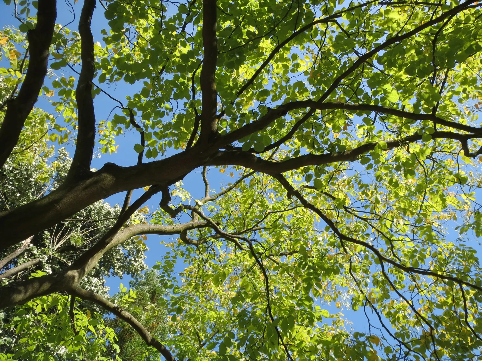 Silver Linden (Tilia Tomentosa) — it serves well as a shade or street tree; the Silver Linden is relatively drought-tolerant