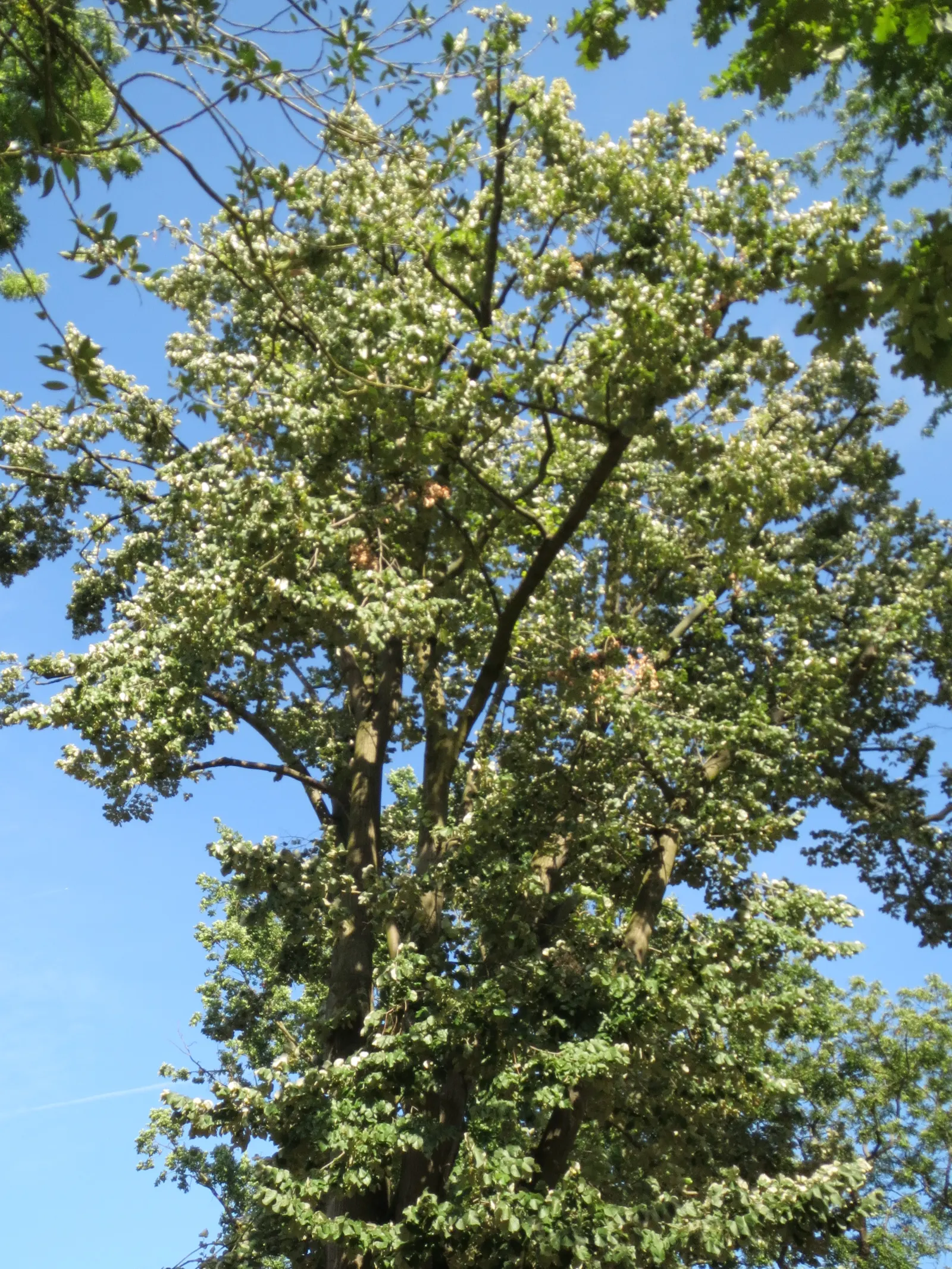 Silver Linden (Tilia Tomentosa) — Prune as needed to maintain shape and remove any dead or damaged limbs.<br><br>Additionally; the Silver Linden, image 63