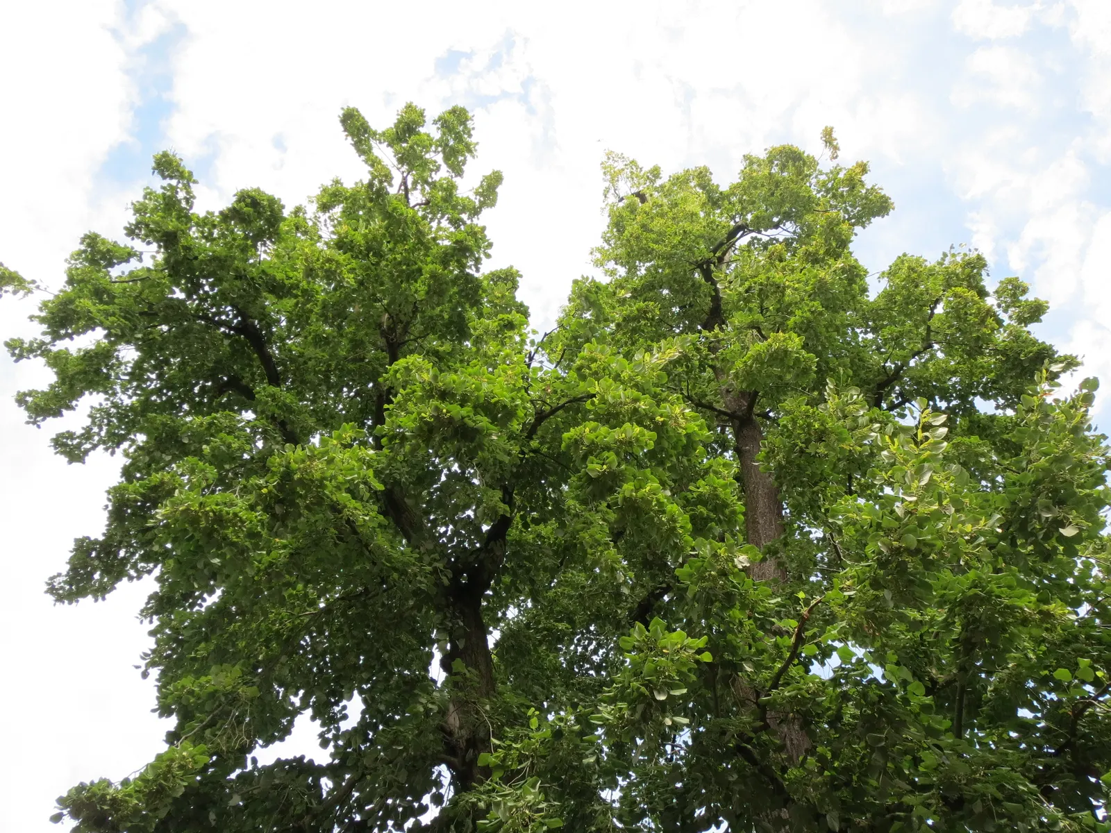 Silver Linden (Tilia Tomentosa) — lauded for its symmetrical growth and dense foliage