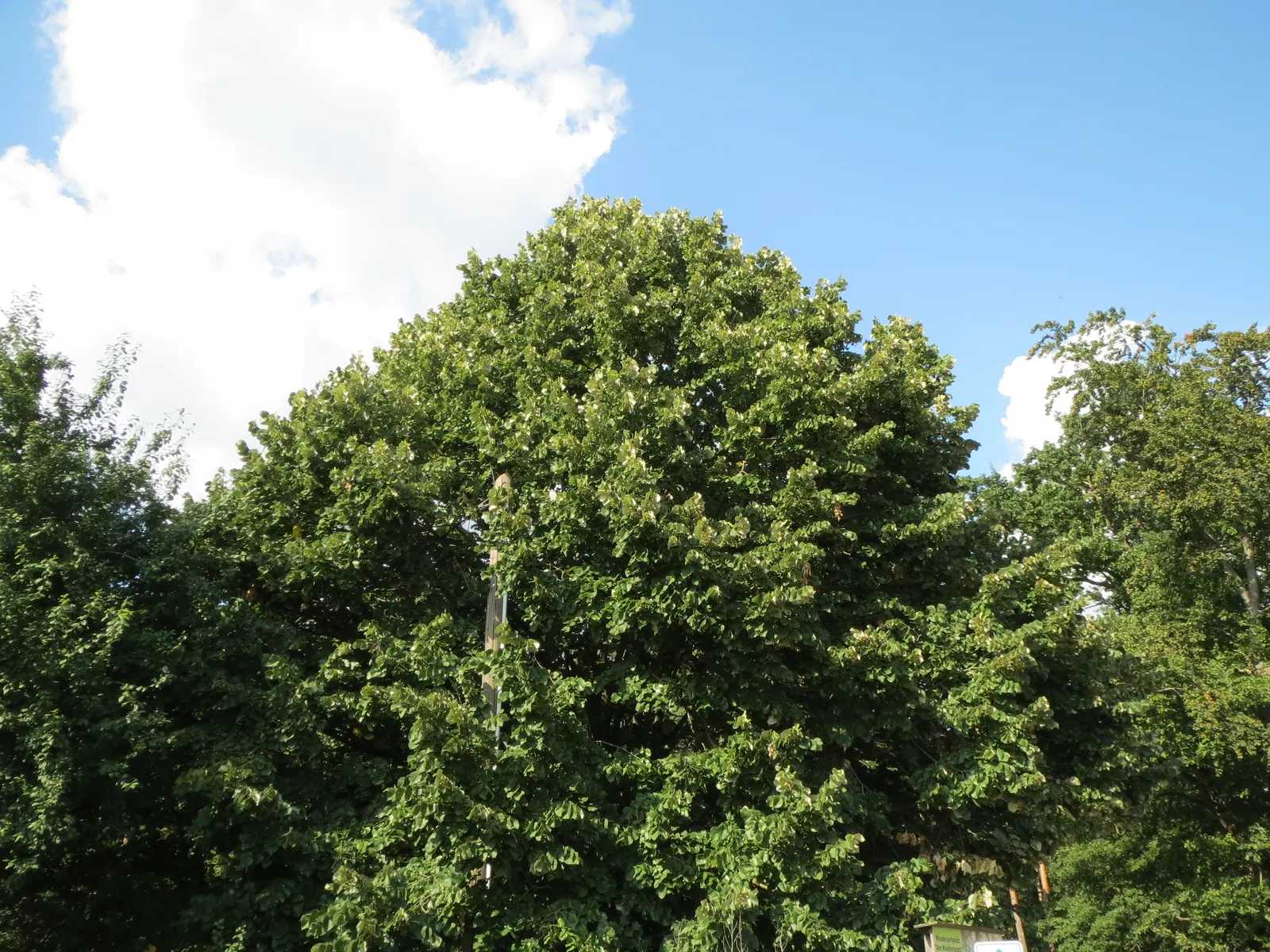 Silver Linden (Tilia Tomentosa) — It is adaptable to a variety of soil conditions, although it fares best in well-drained, fertile soils; reaching, image 60